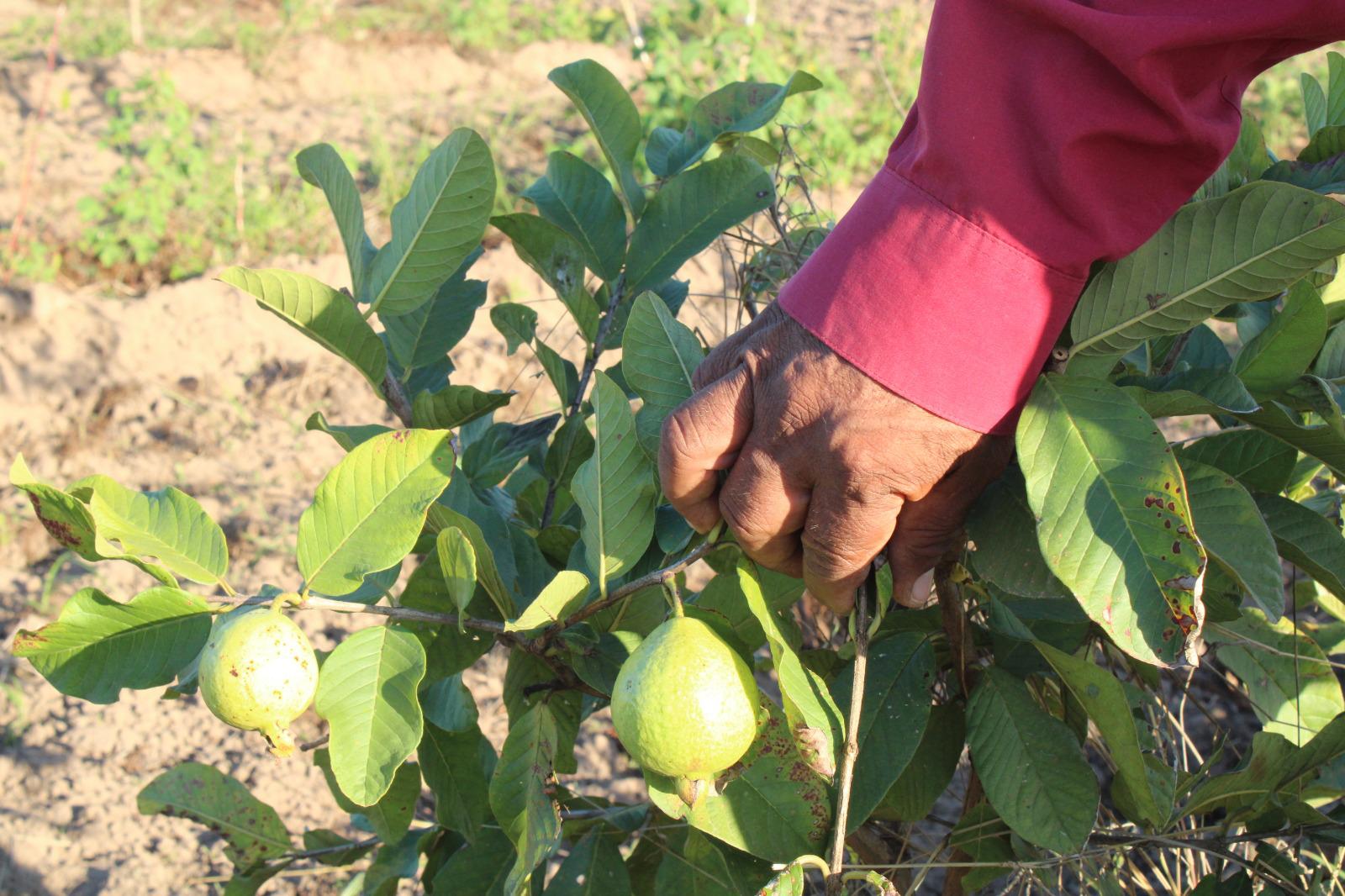 $!Se lanza al cultivo de guayaba en las tierras de Escuinapa