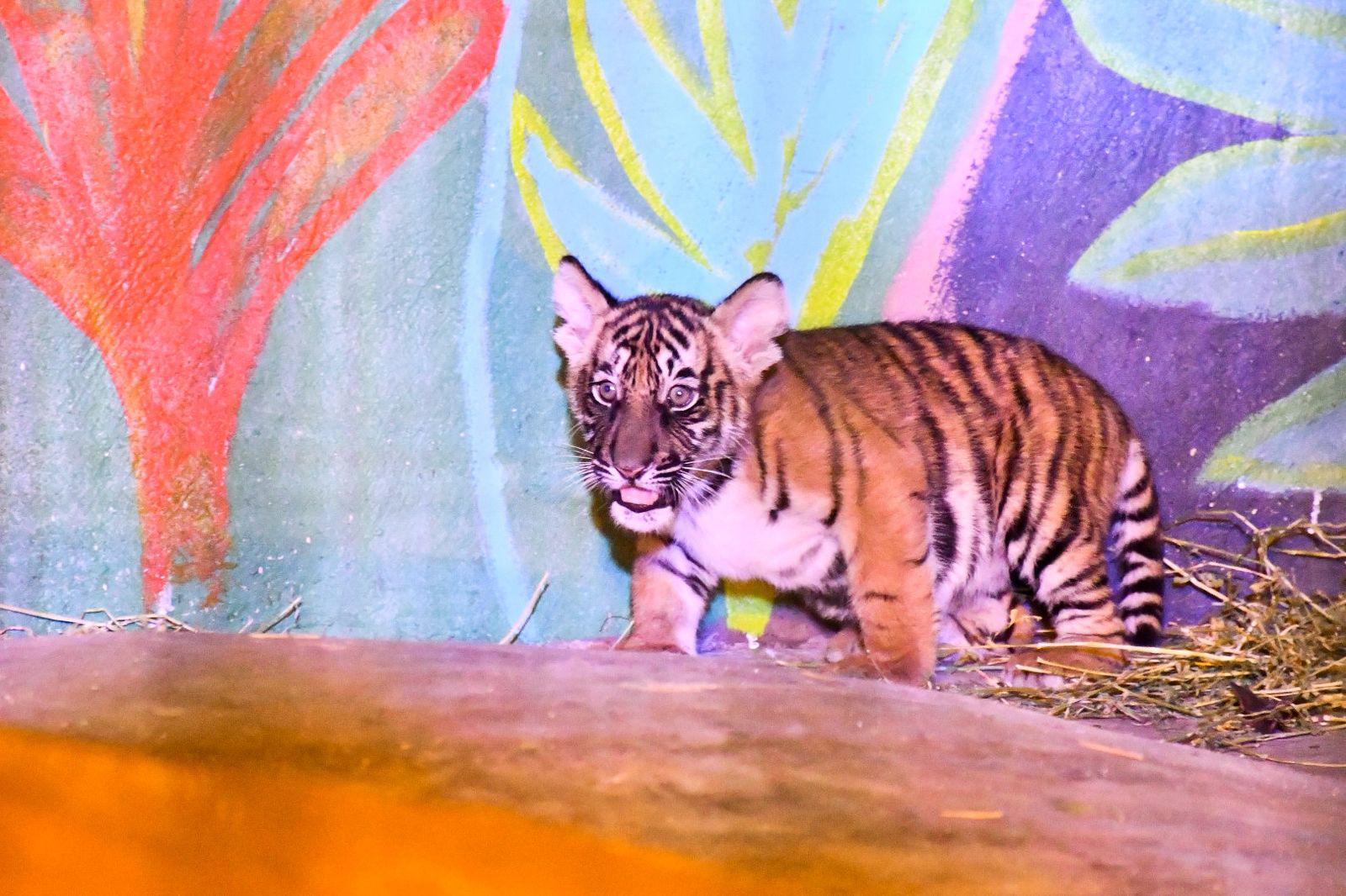 $!Presenta el Zoológico de Culiacán a 4 cachorros de tigre de bengala