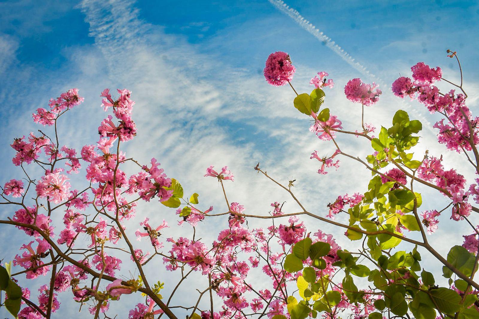 $!Arboles de amapa visten de colores el Centro de Culiacán