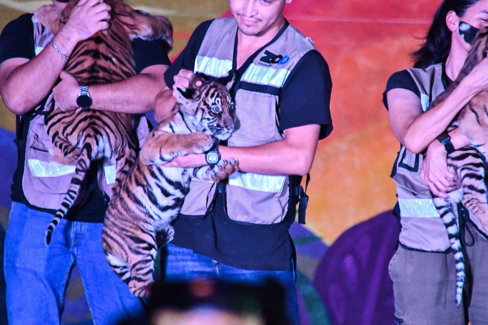 $!Presenta el Zoológico de Culiacán a 4 cachorros de tigre de bengala