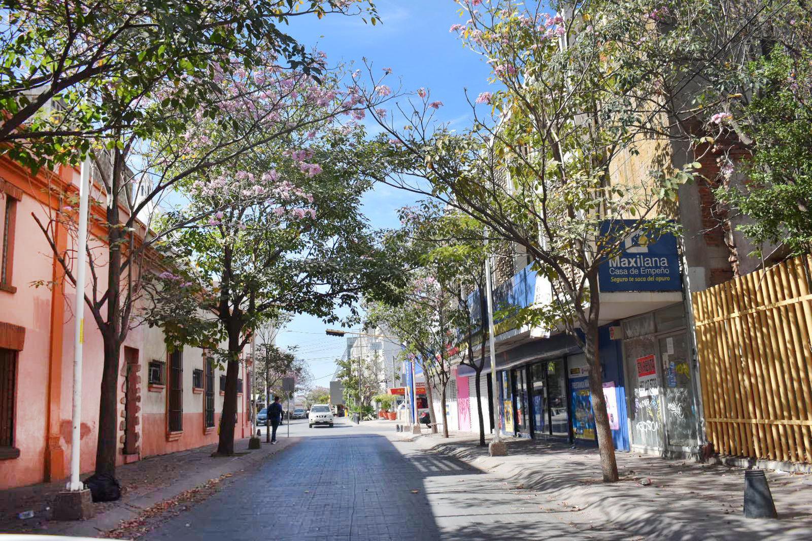 $!FOTOS | La amapa florece y adorna las calles de Culiacán
