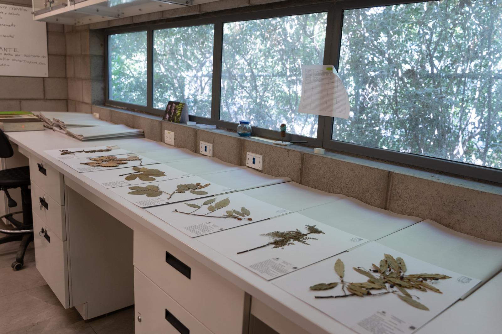 $!Preserva Herbario del Jardín Botánico Culiacán riqueza vegetal de Sinaloa