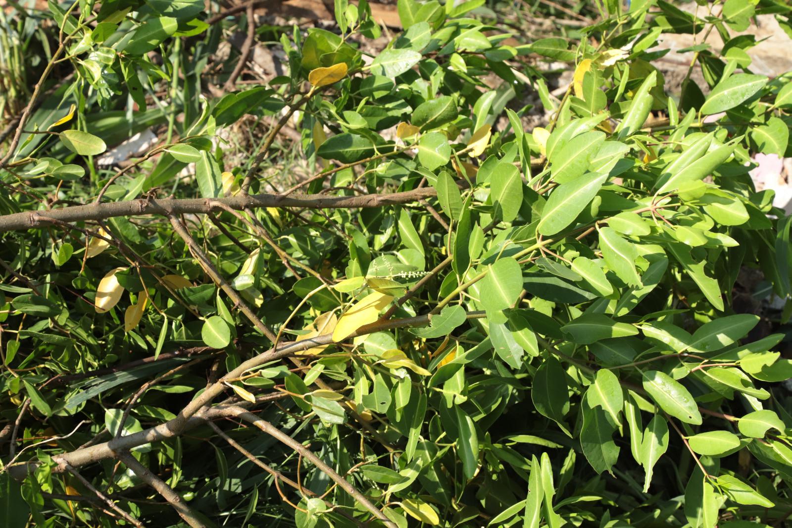 $!Brigada interviene en la tala de manglares protegidos en el Arroyo Jabalines en Mazatlán