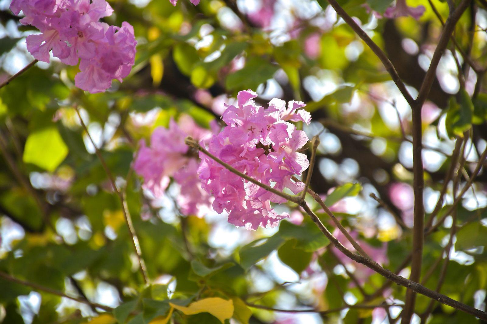 $!Arboles de amapa visten de colores el Centro de Culiacán