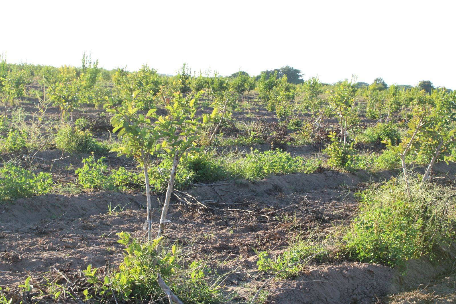 $!Se lanza al cultivo de guayaba en las tierras de Escuinapa