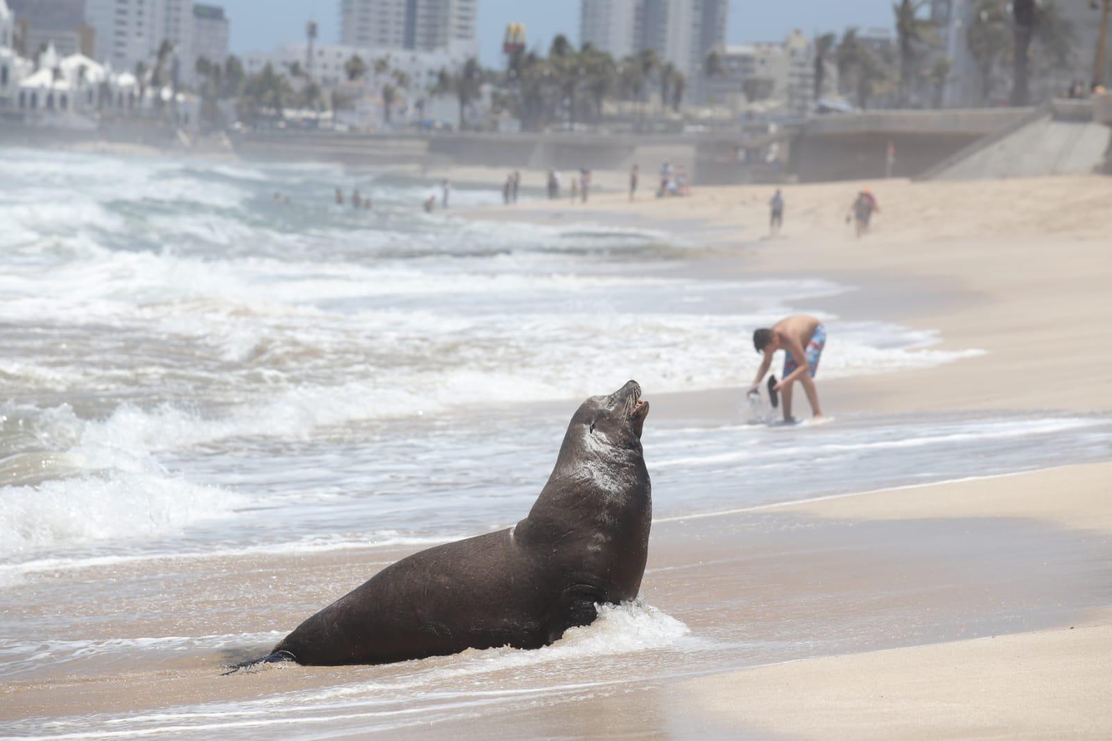 $!‘Encalla’ lobo marino en playa de Mazatlán