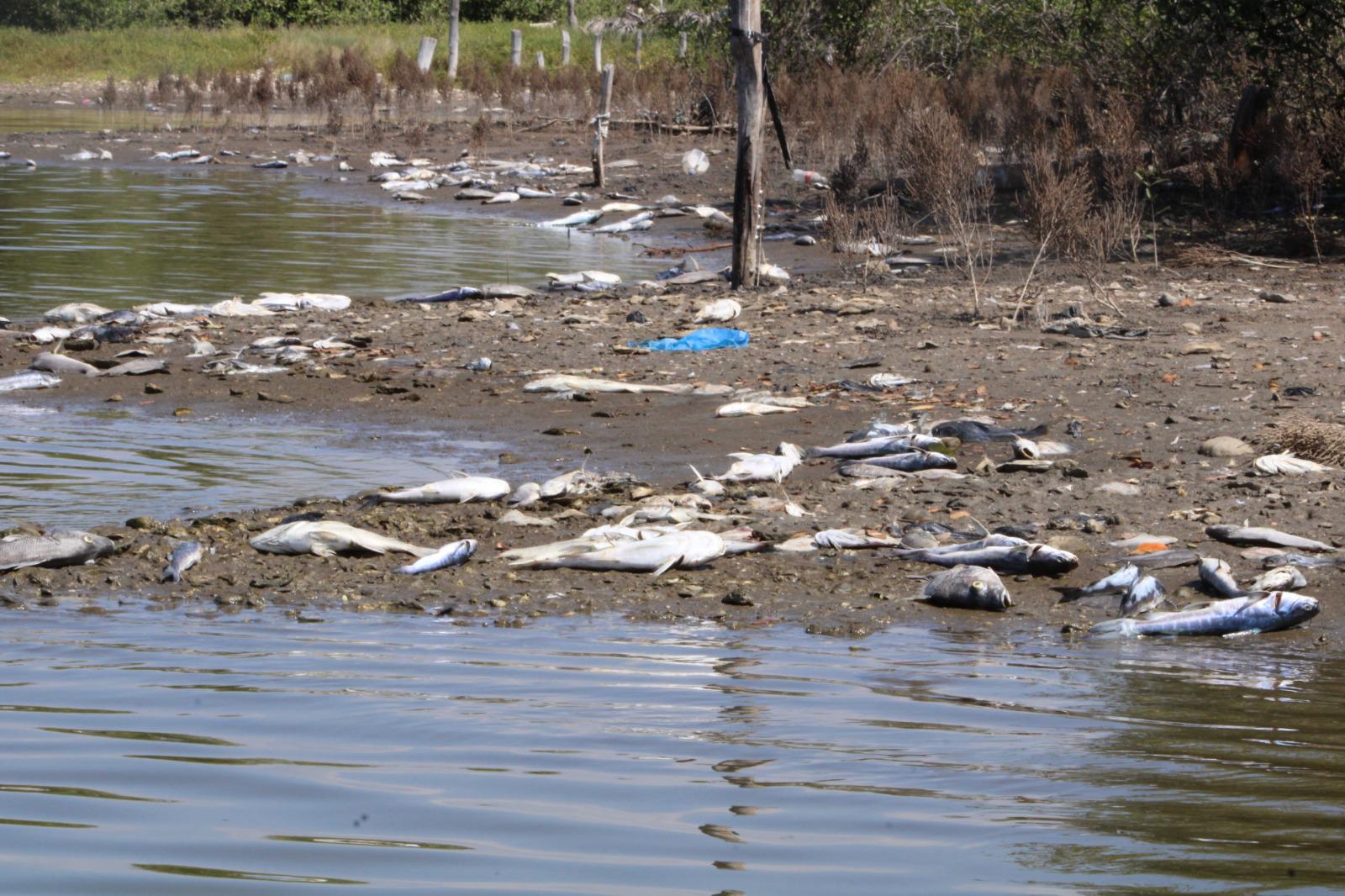 $!Sector pesquero del sur de Sinaloa tiene respaldo que hace muchos años se había buscado: Graciela Domínguez