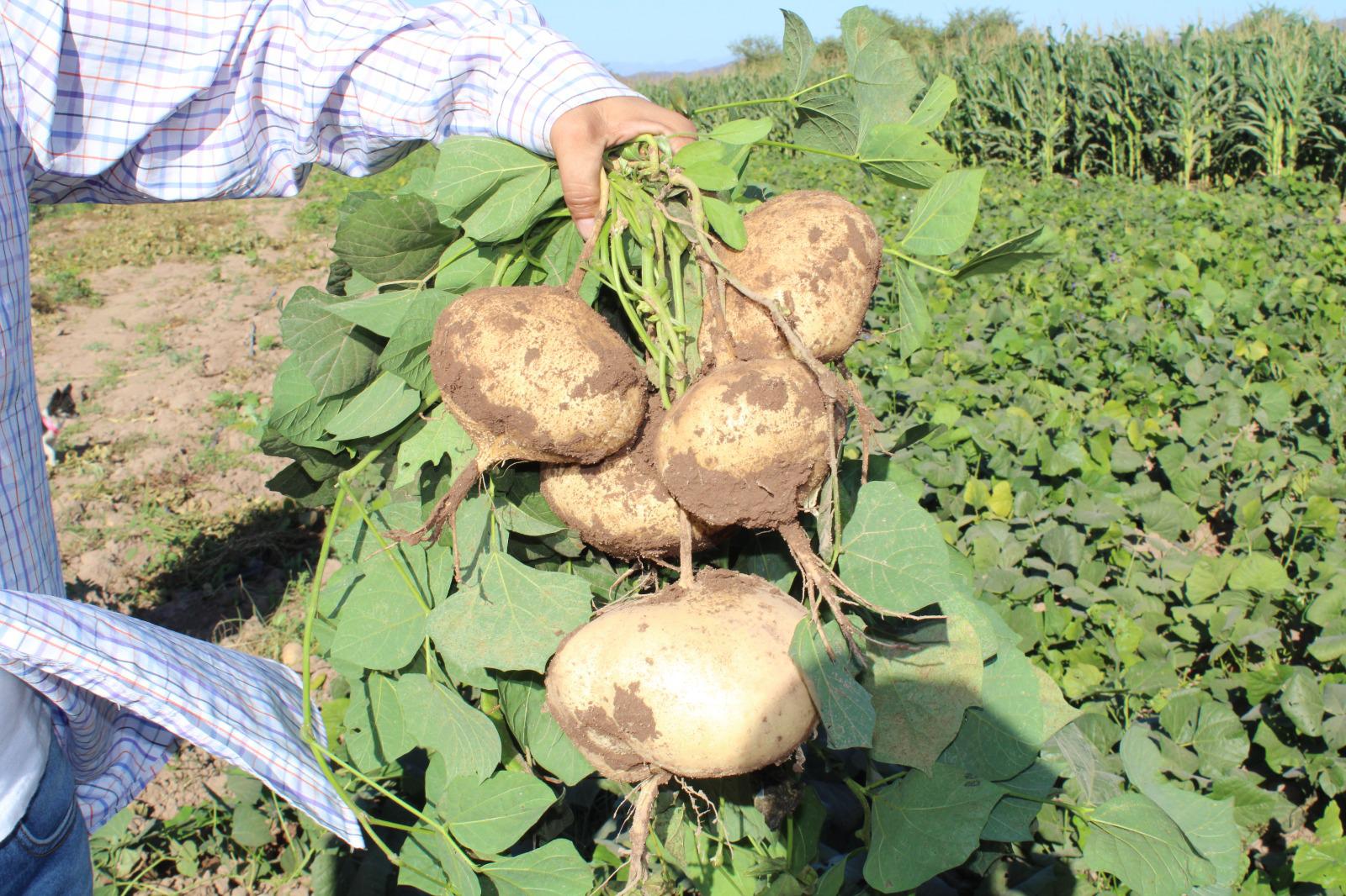 $!Se unen en Rosario a la tradicional cosecha de jícama