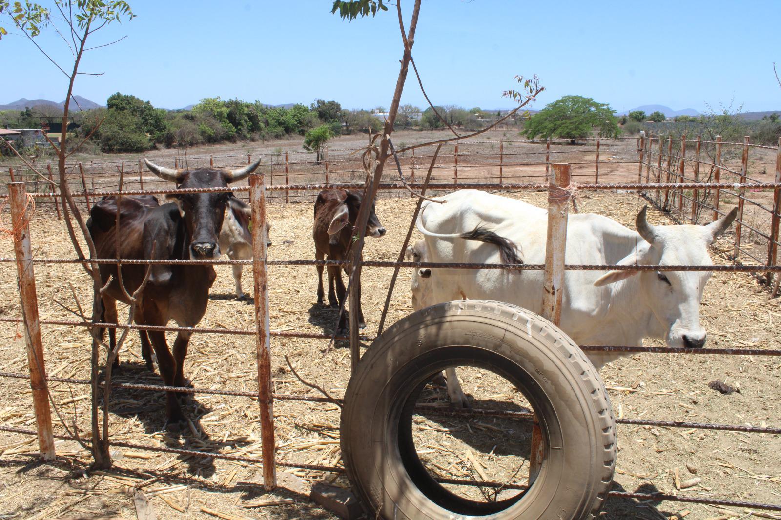 $!Líder ganadero en Rosario lamenta la falta de apoyo de las autoridades ante mortandad de ganado por la sequía