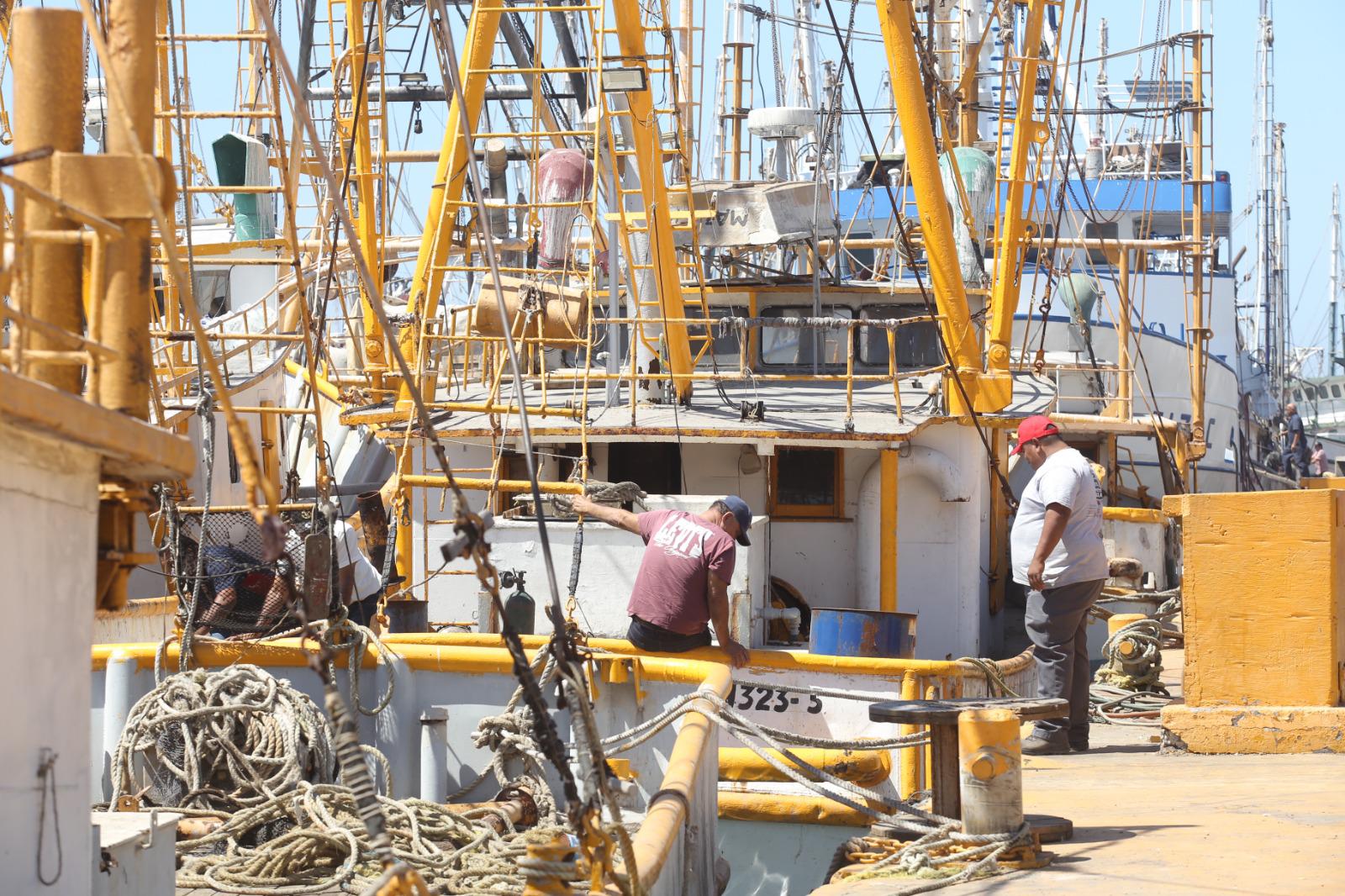 $!Industria camaronera de Mazatlán flota en un mar de crisis