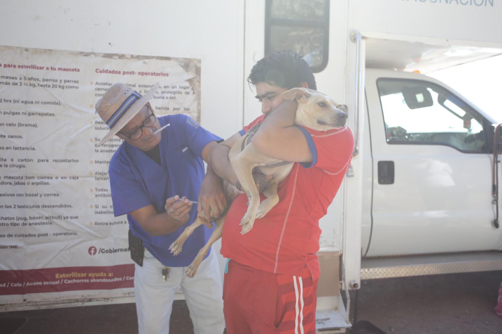 $!Llega al Faro de Mazatlán la feria de adopción y esterilización por el Día del Gato