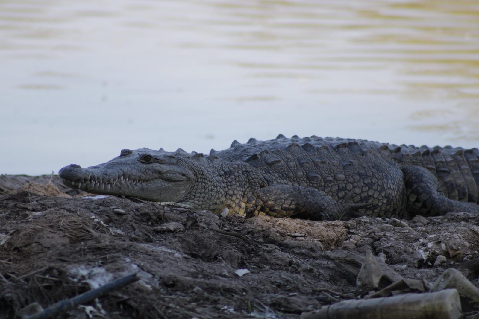 $!Invitan a reto fotográfico sobre la flora y fauna de Sinaloa