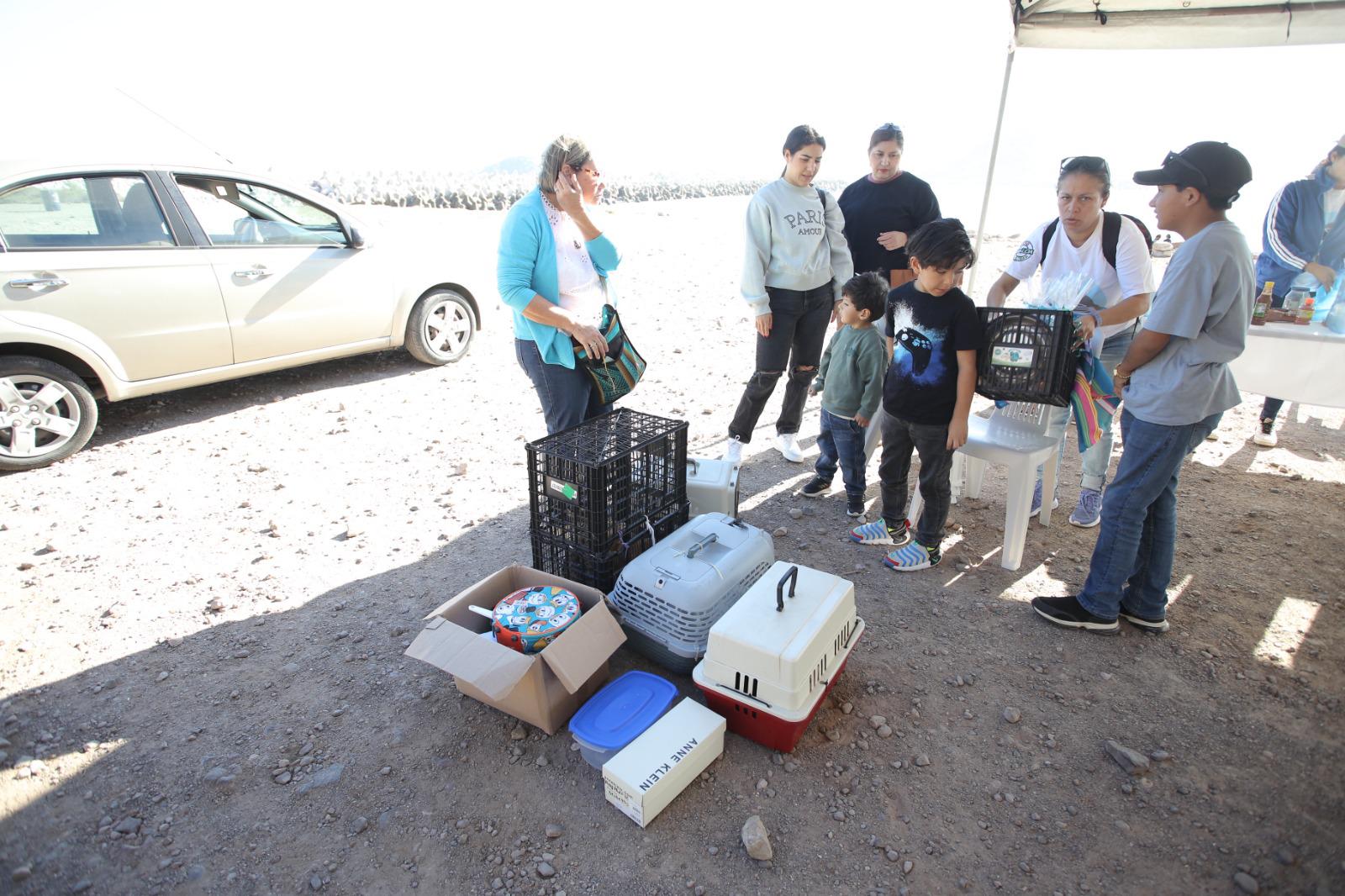 $!Llega al Faro de Mazatlán la feria de adopción y esterilización por el Día del Gato