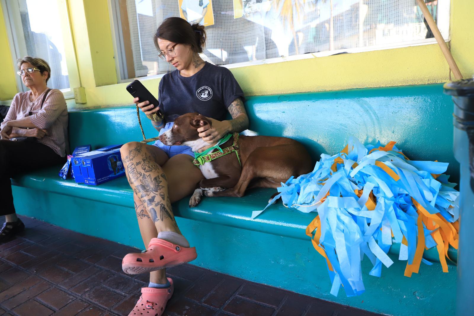 $!Realiza Amigos de los Animales Convivencia 2.0 con decenas de gatos y perros