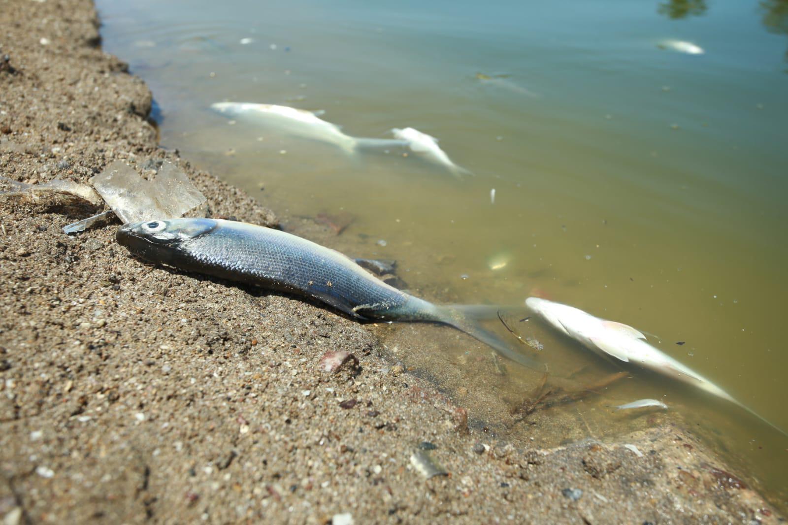 $!Aparecen peces muertos en el Estero del Yugo, al norte de Mazatlán