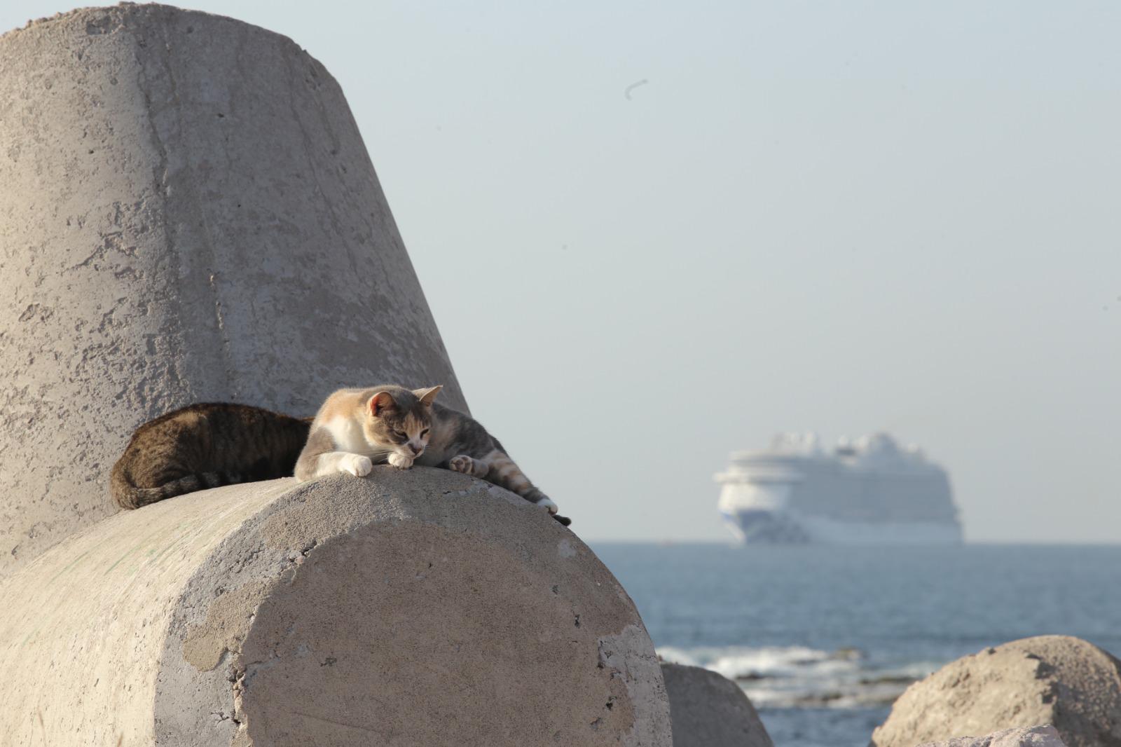 $!Llega al puerto el crucero Discovery Princess con 3 mil 706 pasajeros