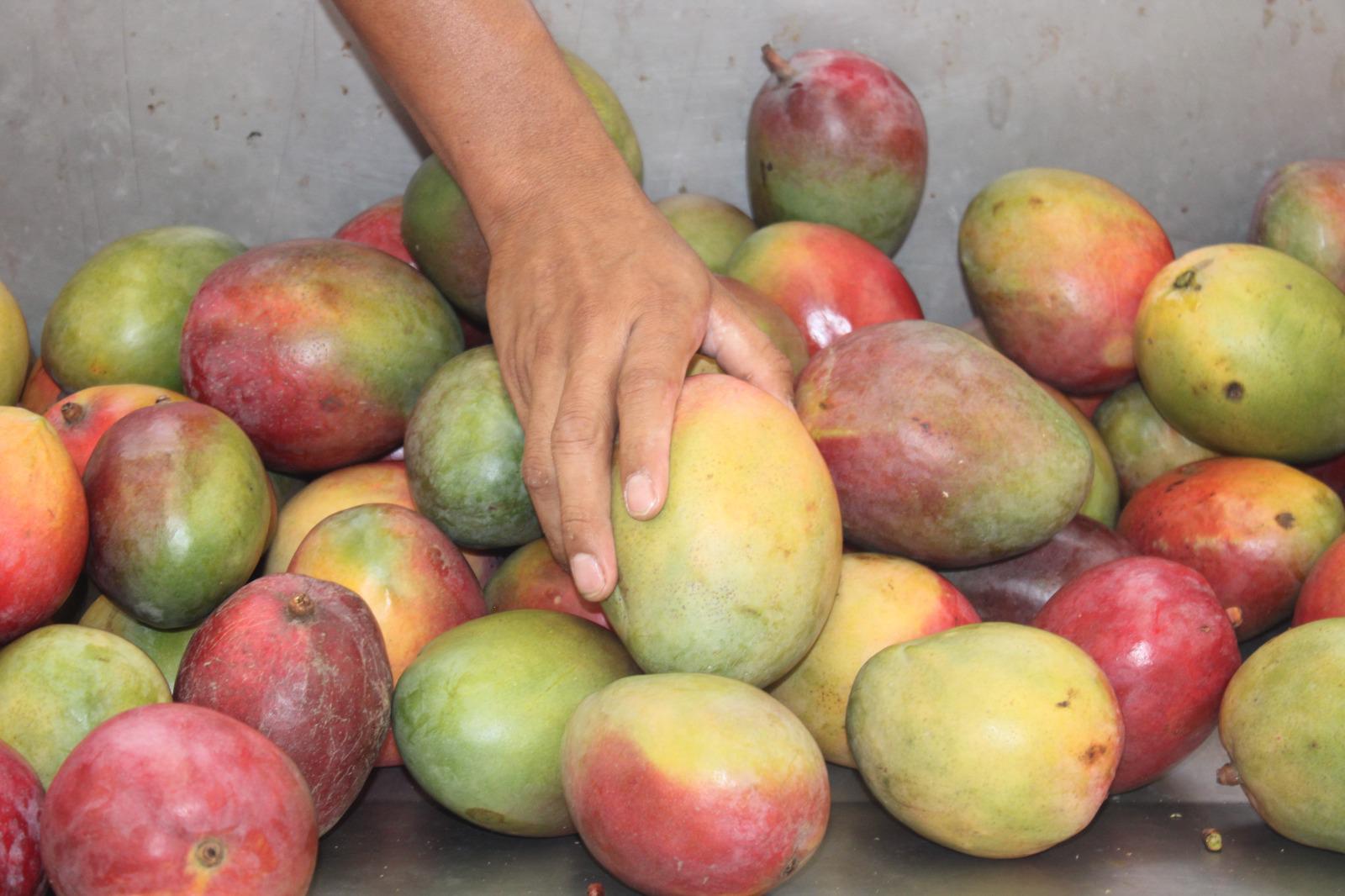 $!Lluvias traen esperanza para empacadores y productores de mango en Rosario
