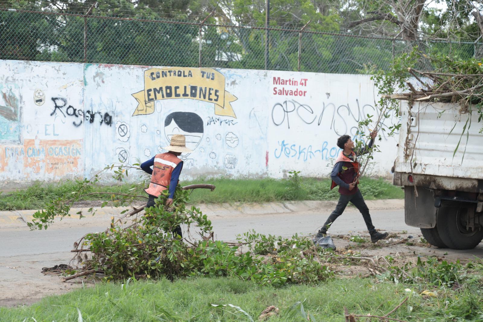 $!Brigada interviene en la tala de manglares protegidos en el Arroyo Jabalines en Mazatlán