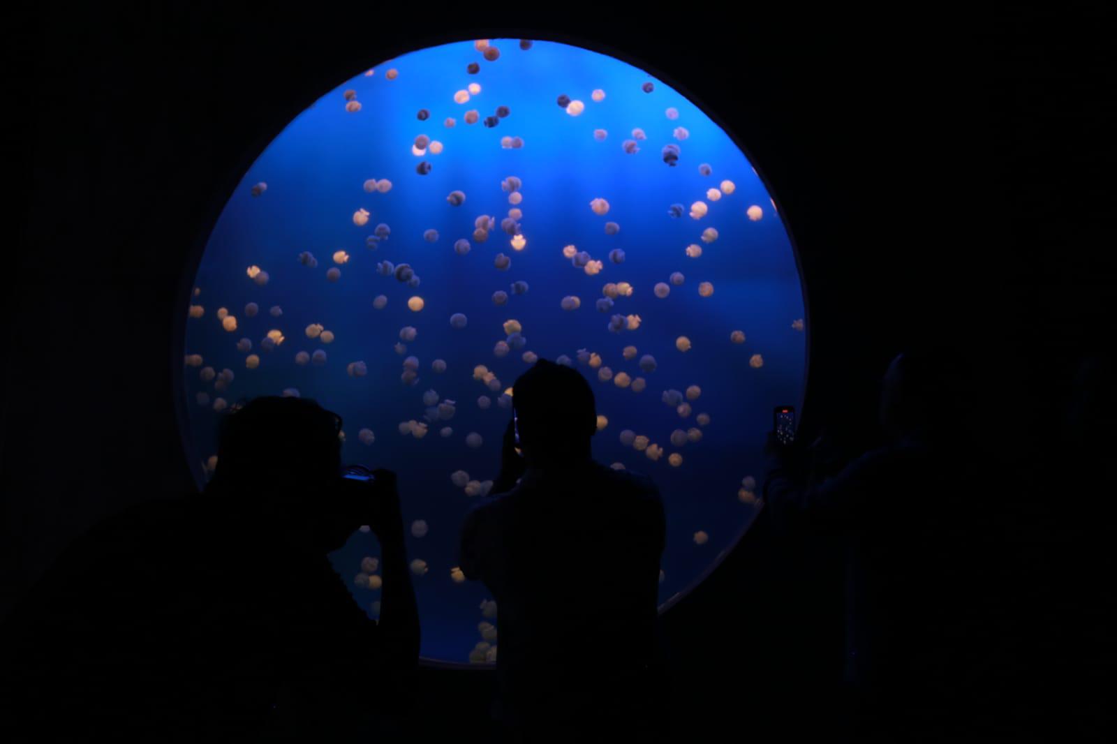 $!Inauguran el Gran Acuario Mazatlán Mar de Cortés, el más grande de América Latina