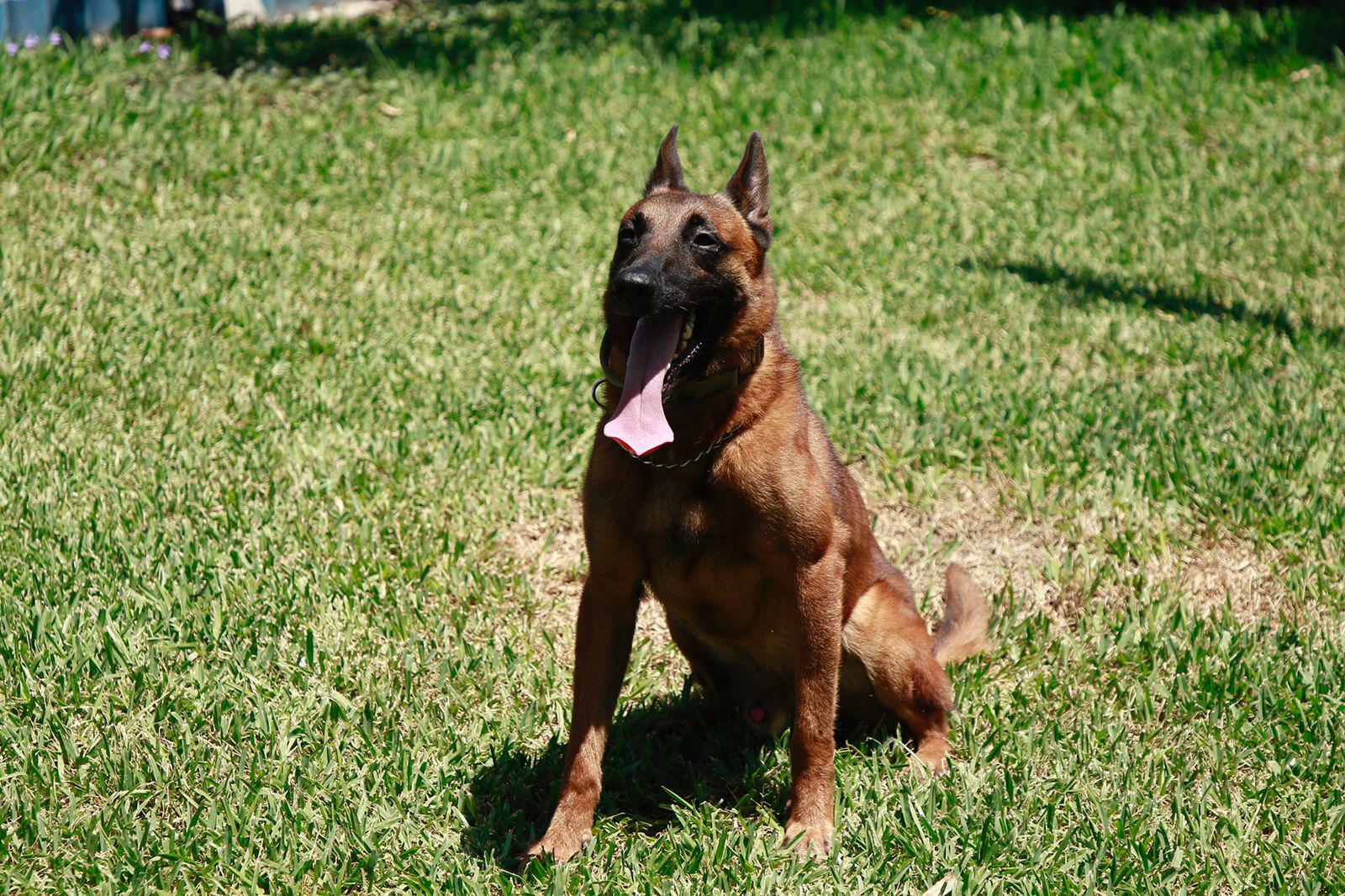 $!Guardianes de la seguridad en Culiacán, héroes de cuatro patas