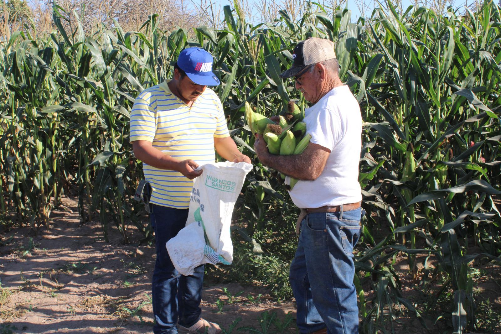 $!Se unen en Rosario a la tradicional cosecha de jícama