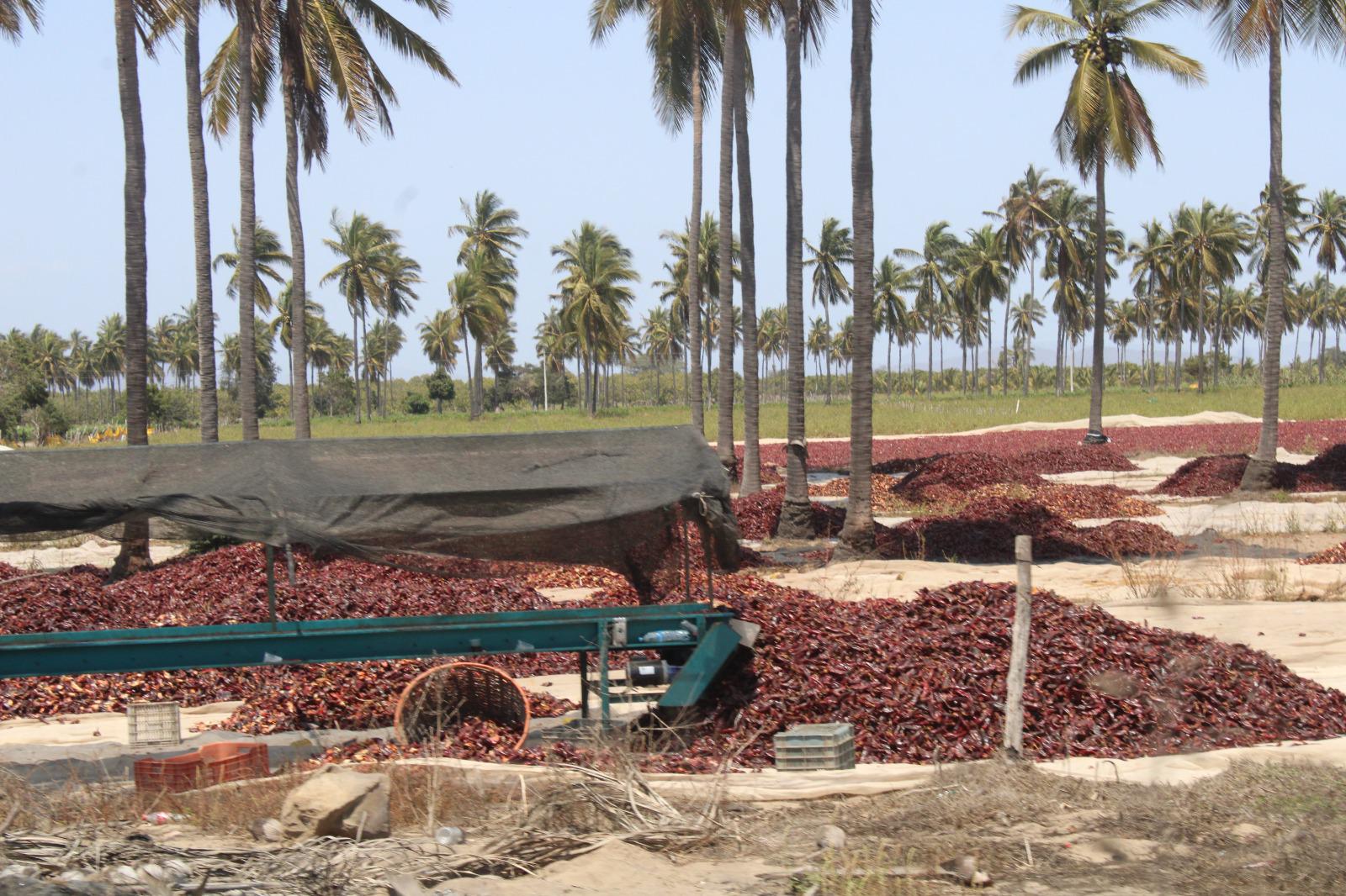 $!Productores en el valle de Rosario mantienen el secado artesanal de chiles