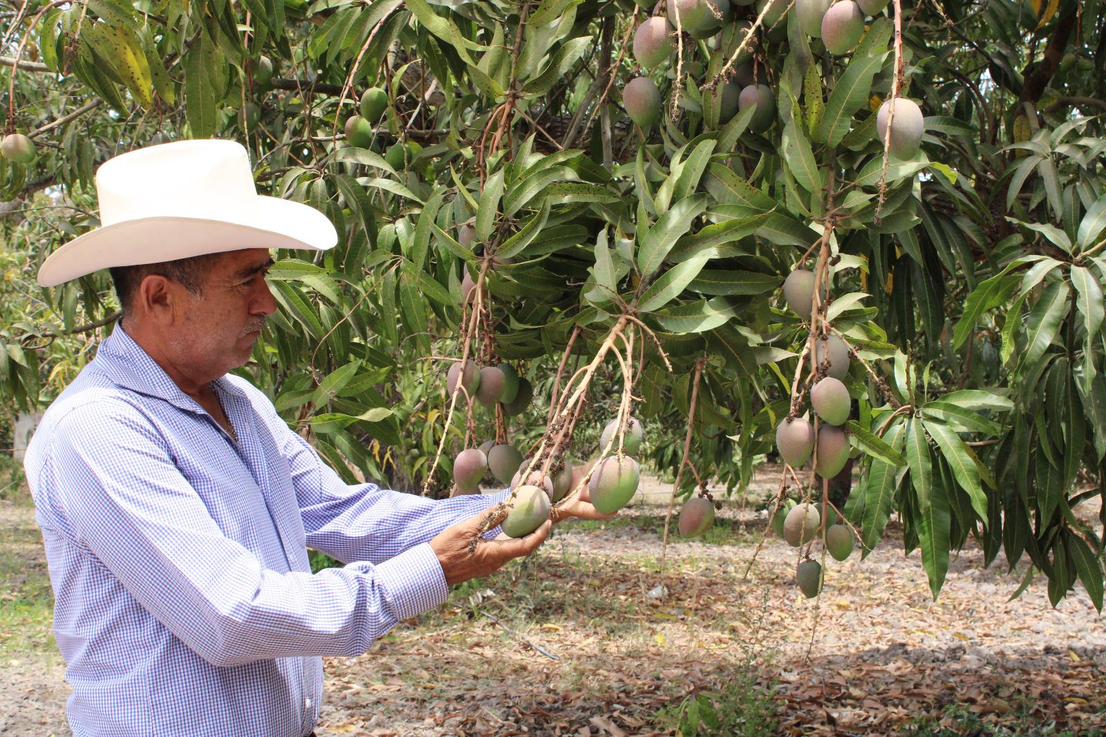 $!Para mayo, primera producción de mango ataulfo en Escuinapa