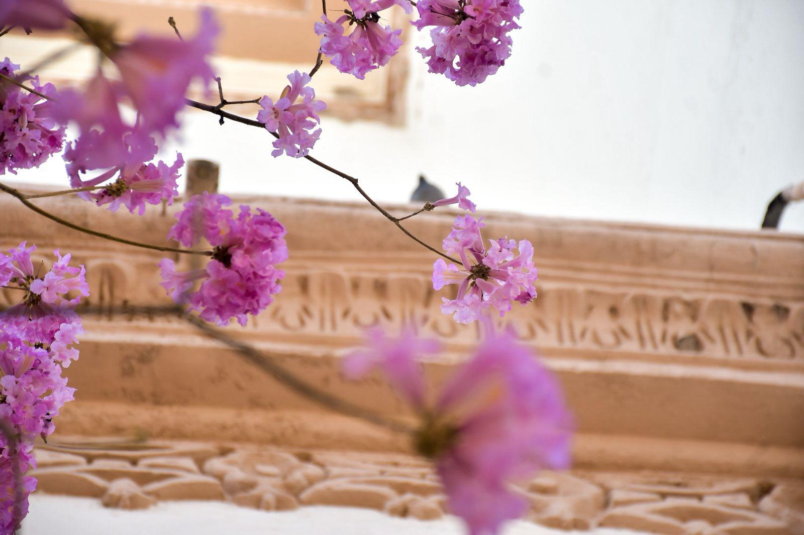 $!Arboles de amapa visten de colores el Centro de Culiacán