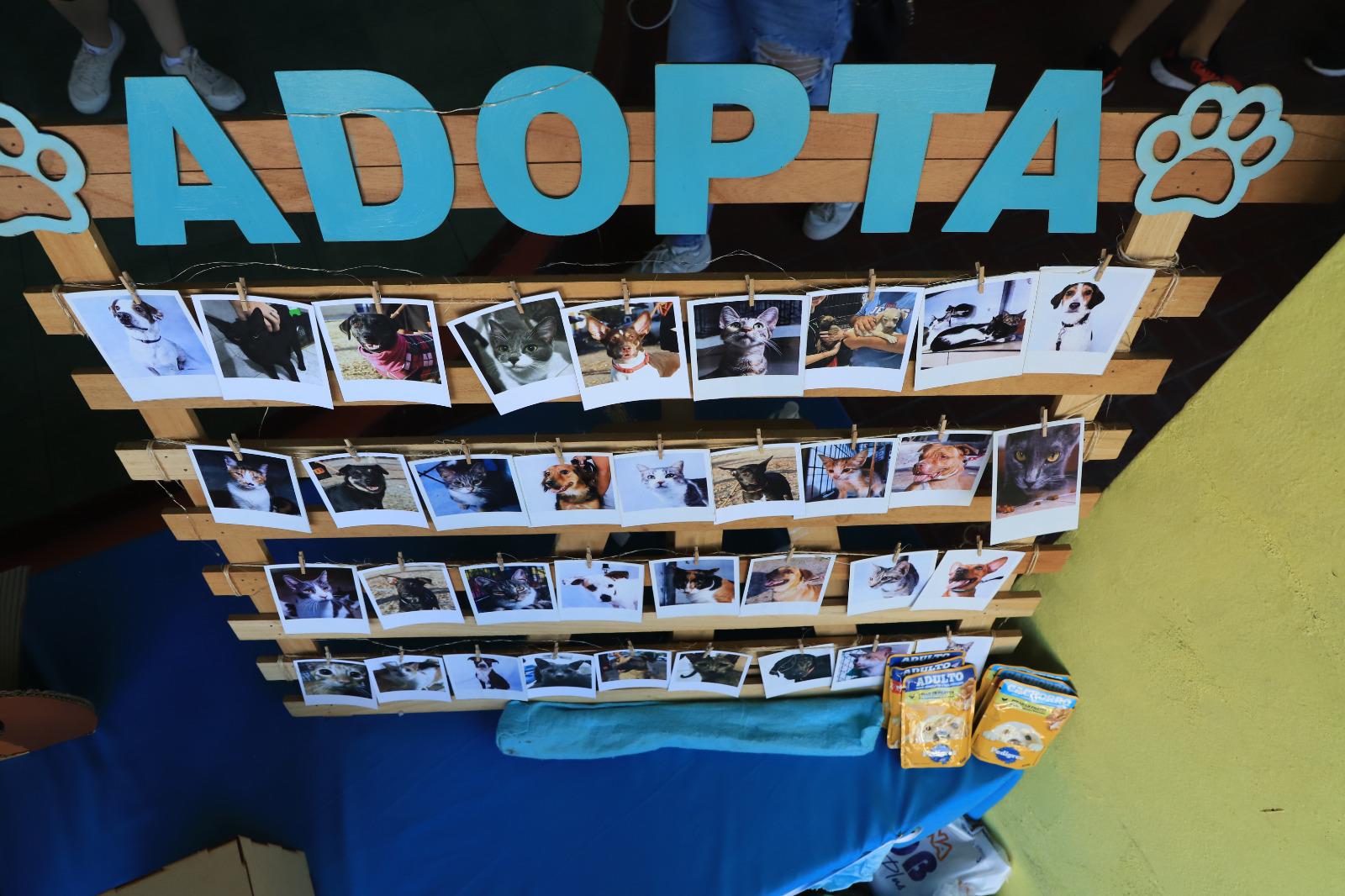 $!Realiza Amigos de los Animales Convivencia 2.0 con decenas de gatos y perros