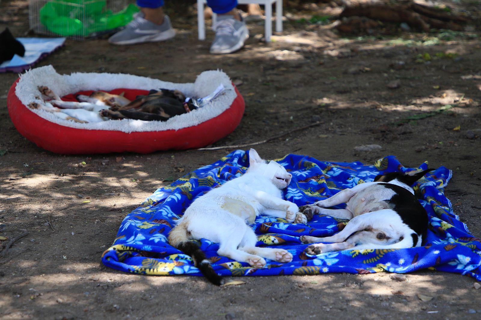 $!Amplían una semana más campaña de esterilización de mascotas en Infonavit Humaya, en Culiacán