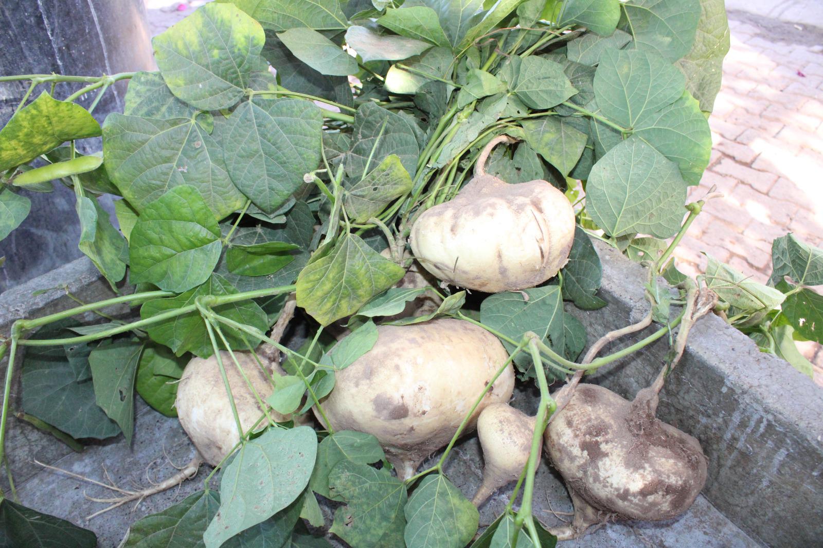 $!Se unen en Rosario a la tradicional cosecha de jícama