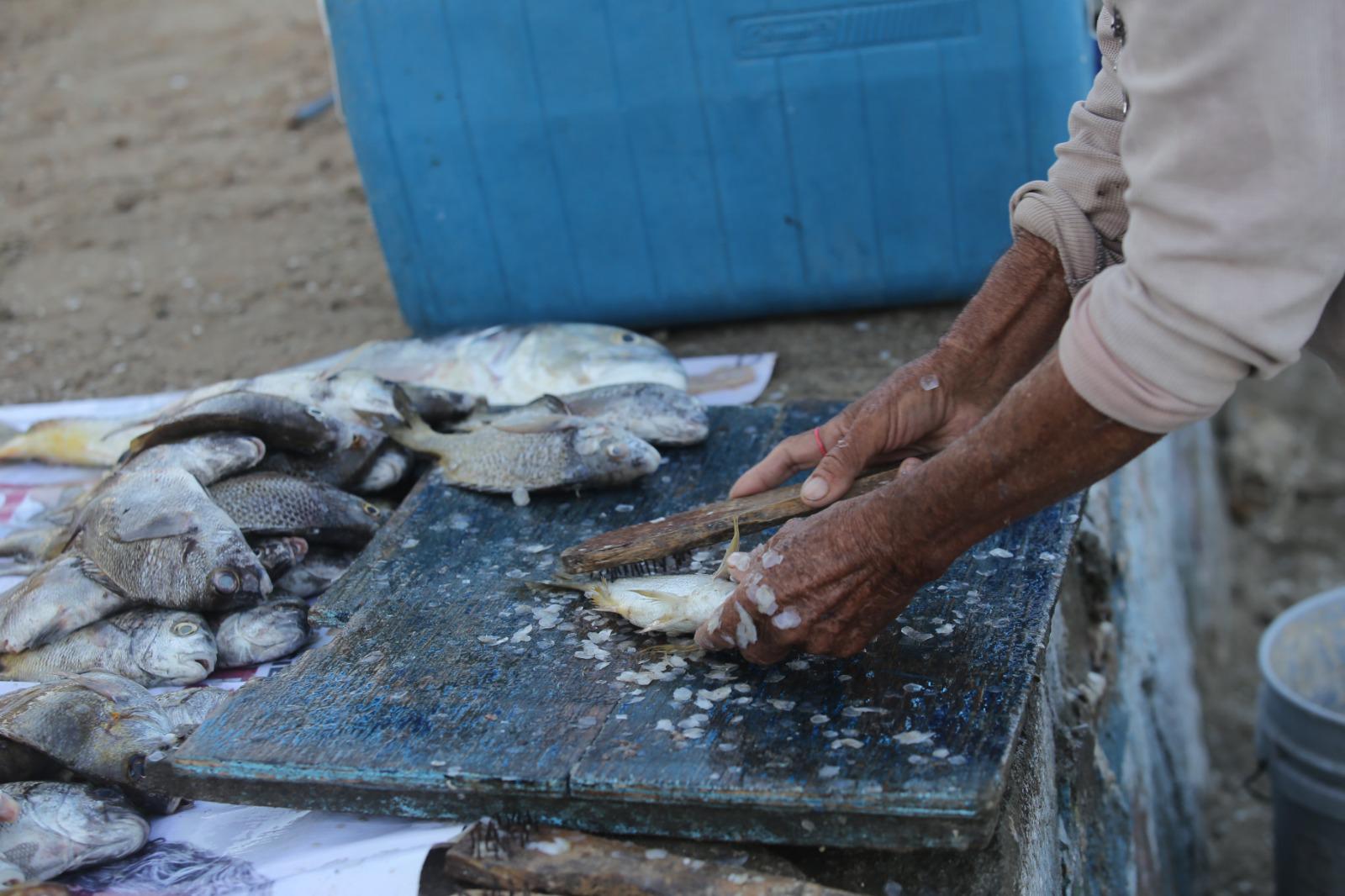 $!El mar se pone frío y en Mazatlán inicia la temporada de sierra