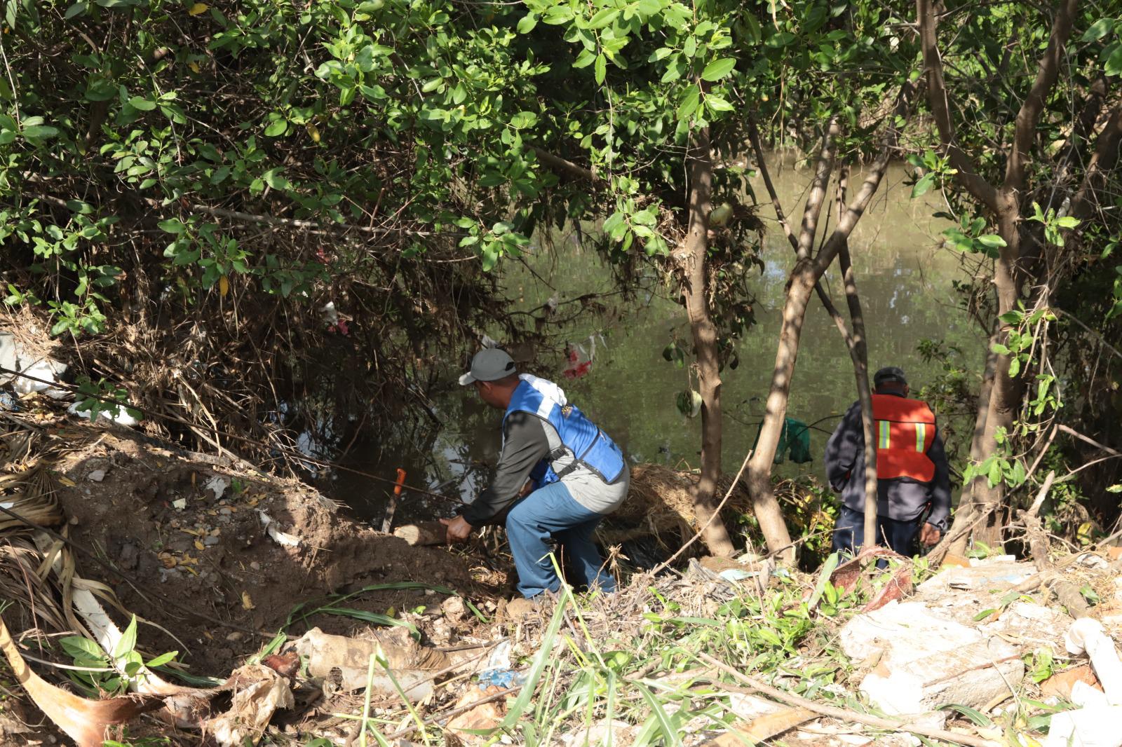 $!Brigada interviene en la tala de manglares protegidos en el Arroyo Jabalines en Mazatlán