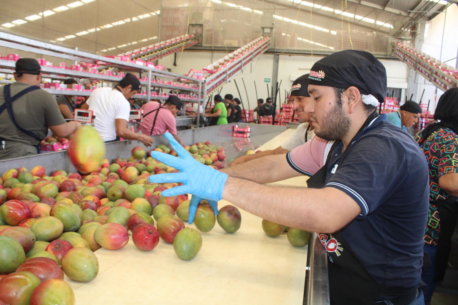 $!Lluvias traen esperanza para empacadores y productores de mango en Rosario
