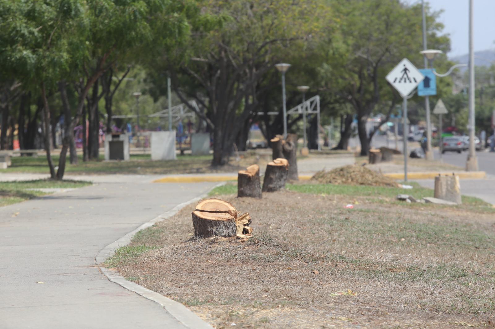 $!Luce Parque Lineal con menos sombra tras tala de árboles; vecinos denuncian el hecho