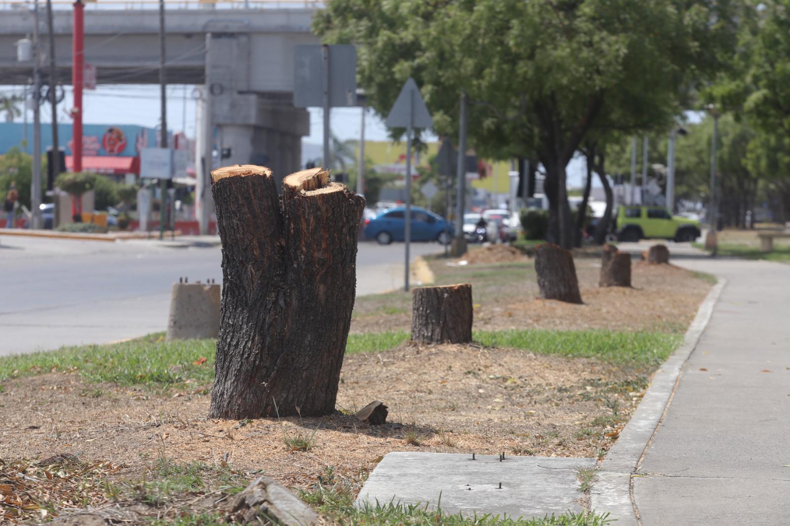 $!Luce Parque Lineal con menos sombra tras tala de árboles; vecinos denuncian el hecho