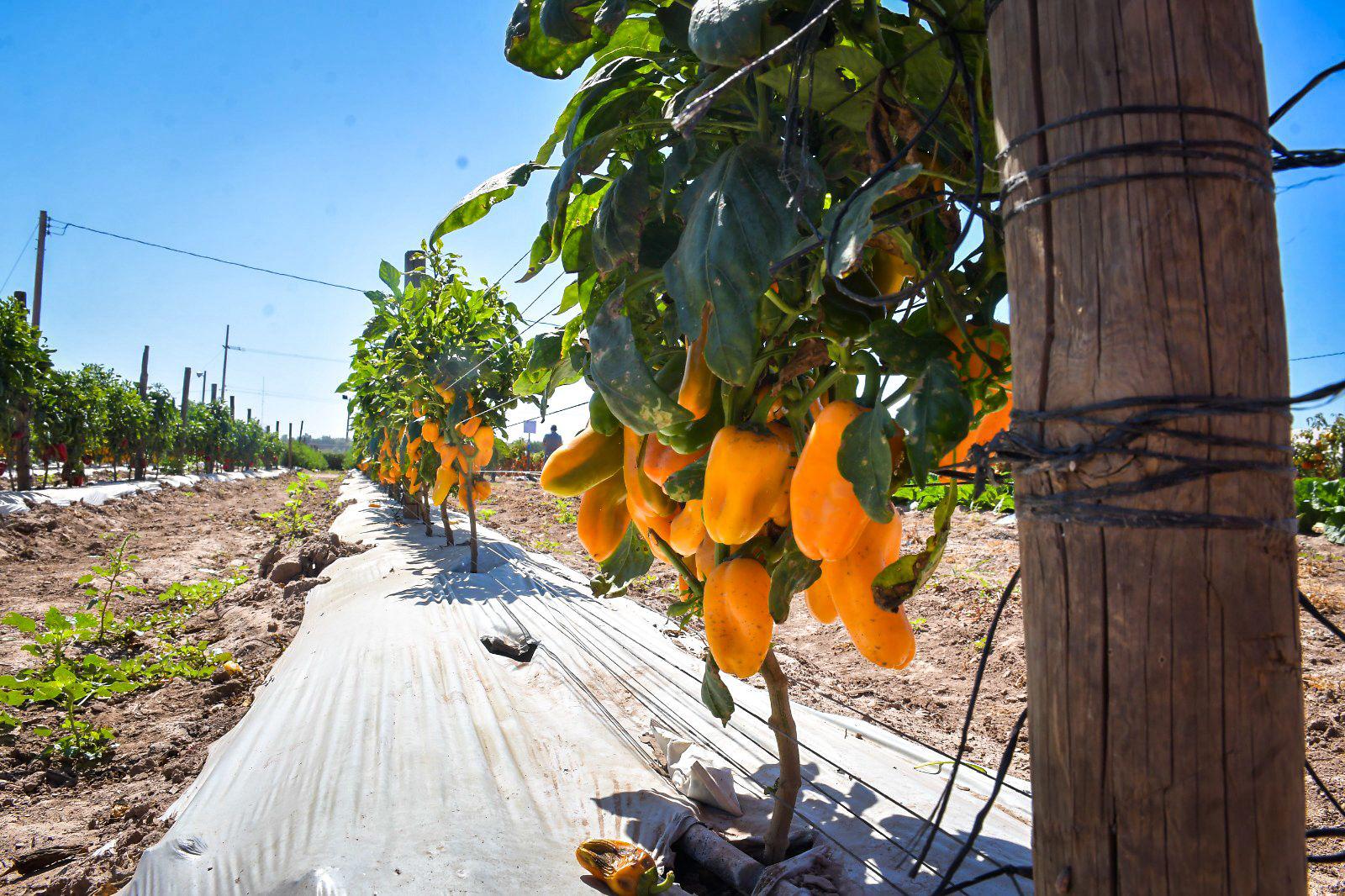 $!Arranca la Expo Agro Sinaloa 2026 en Culiacán; reúne a productores, empresas y autoridades