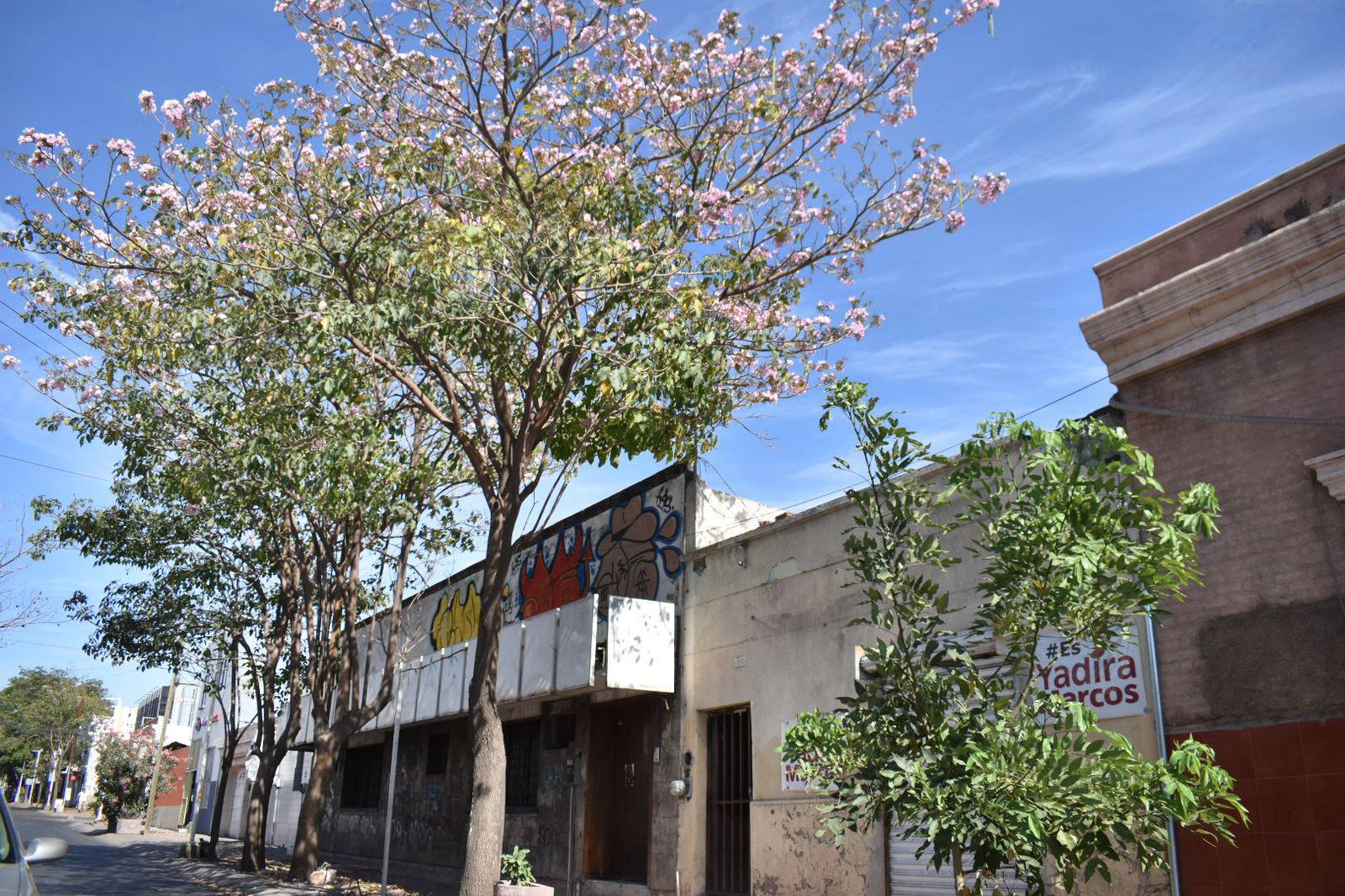 $!FOTOS | La amapa florece y adorna las calles de Culiacán