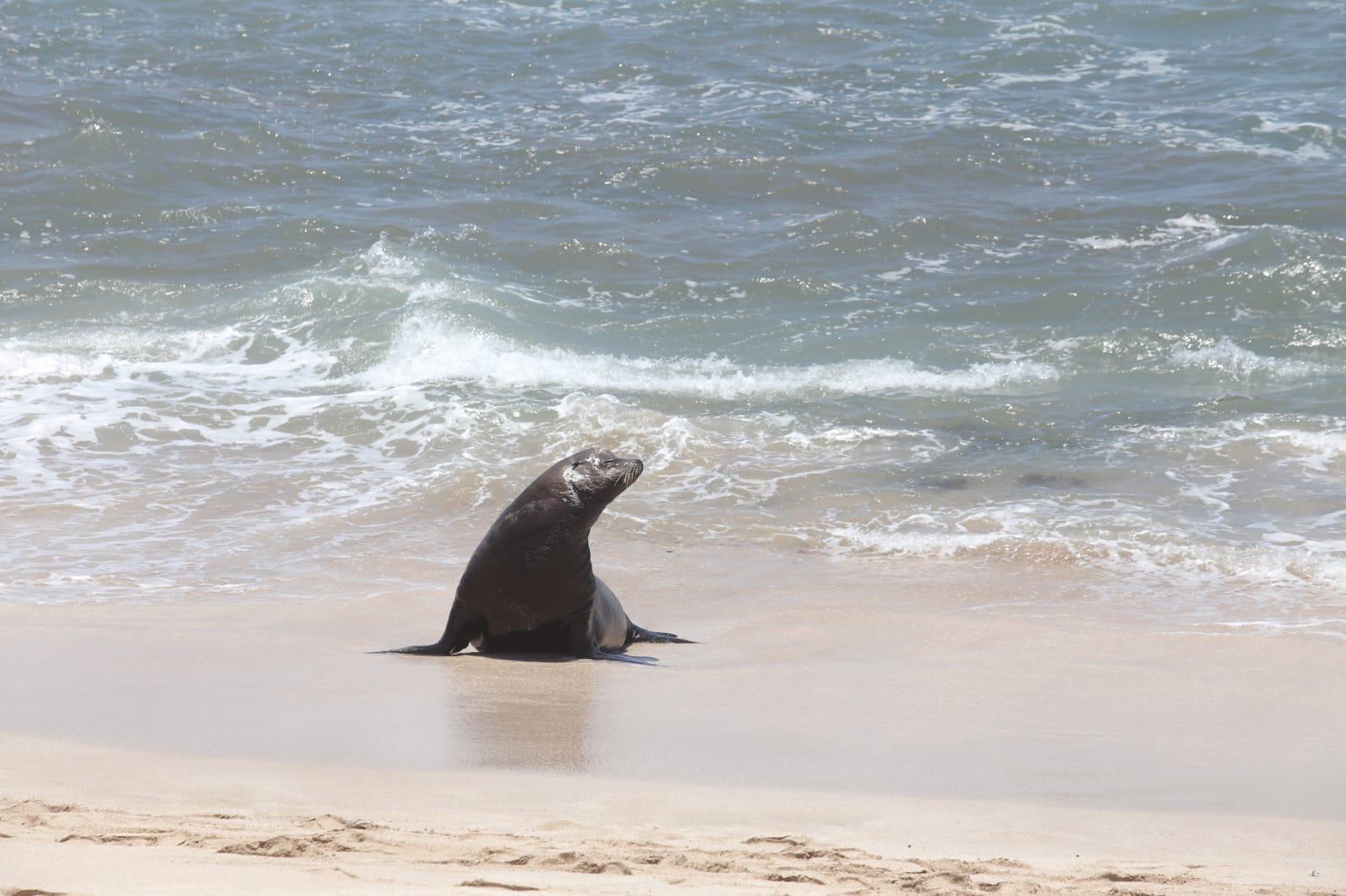 $!‘Encalla’ lobo marino en playa de Mazatlán