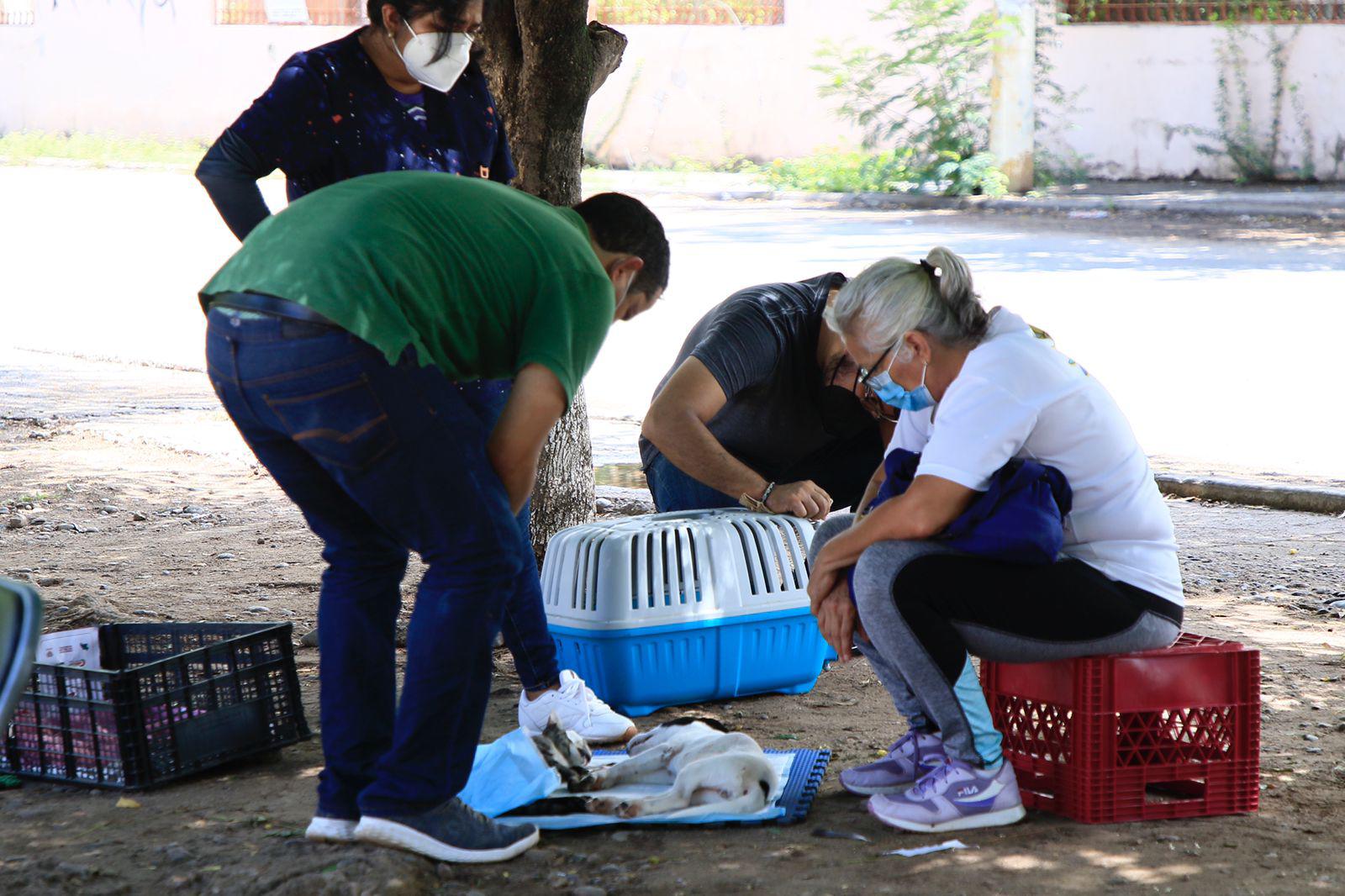 $!Amplían una semana más campaña de esterilización de mascotas en Infonavit Humaya, en Culiacán