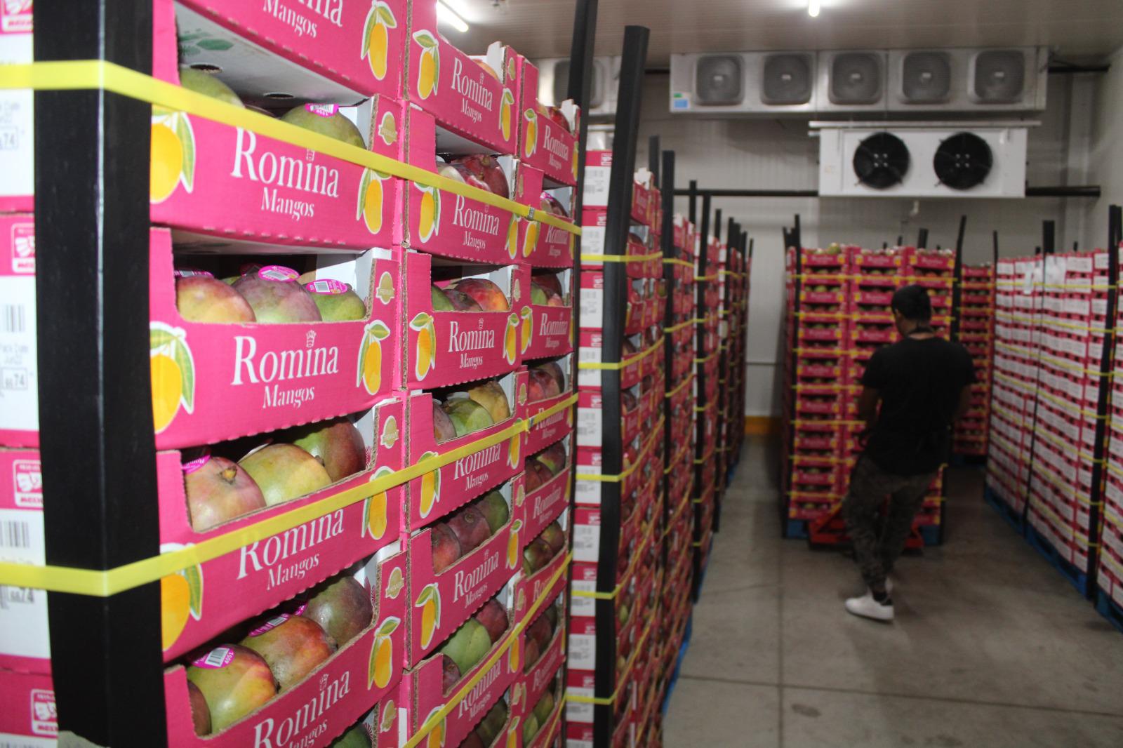 $!Exportación de mango, la cadena de trabajo detrás de cada caja empacada