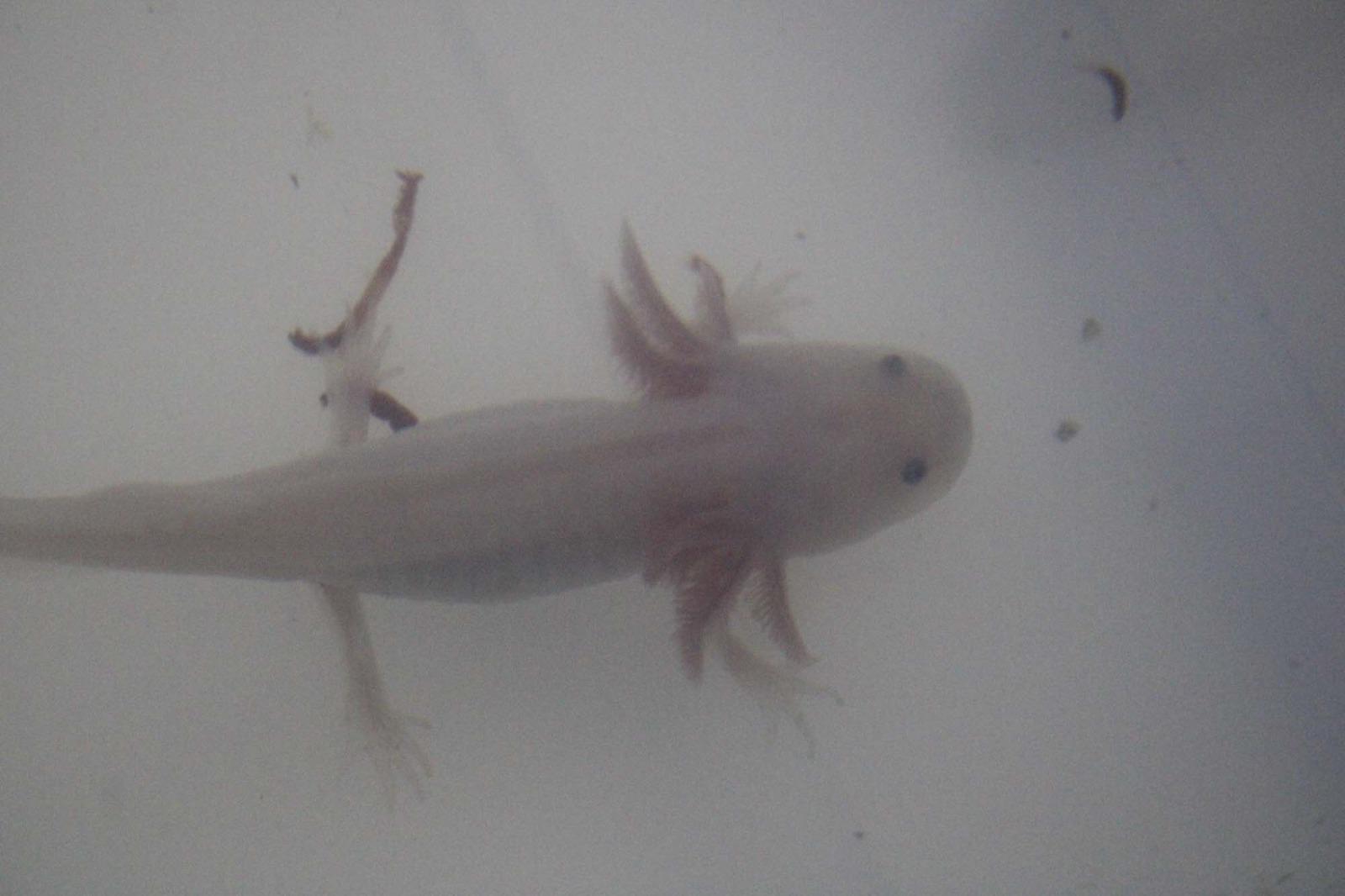 $!Sinaloense estudia ajolotes para hallar cura a males; tiene el poder de regenerar tejidos y órganos