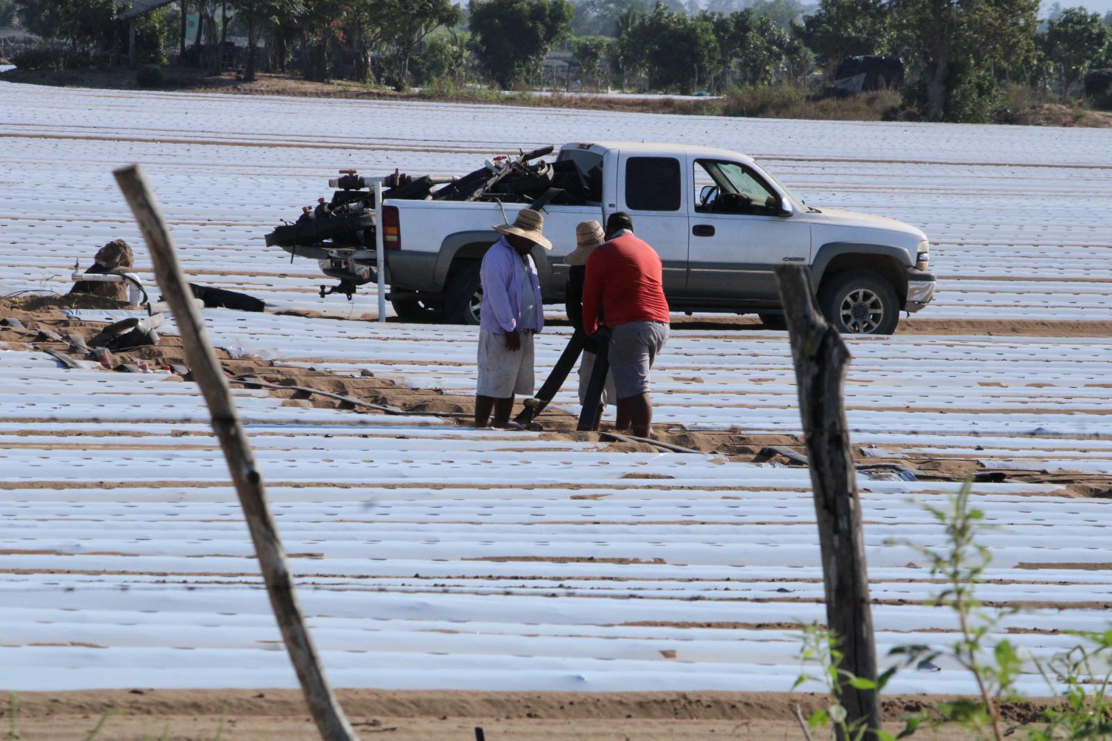 $!Por precios bajos en la producción, AARB califica de mala la temporada de hortalizas en Rosario