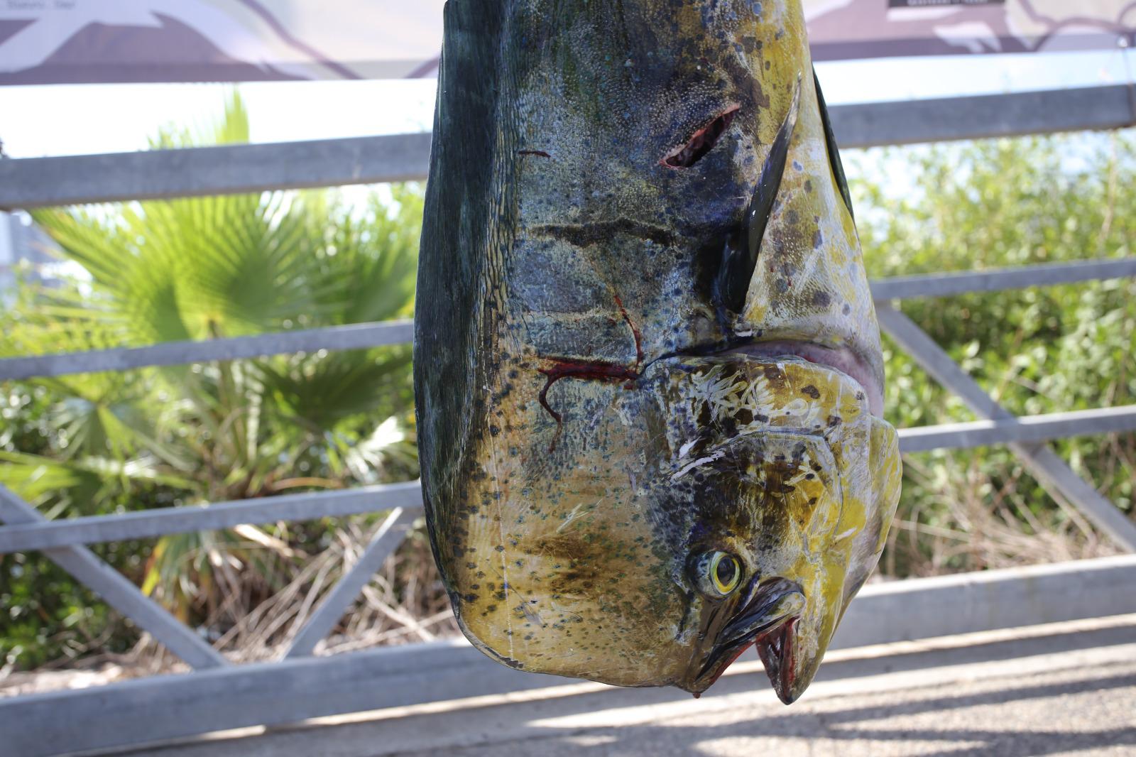 $!Pochonga se corona en el Torneo de Pesca Deportiva Catch &amp; Enjoy 2025