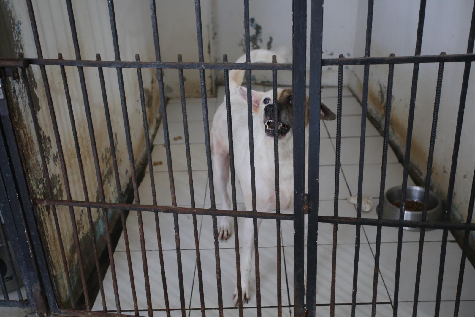 $!Desde Sugar a Bloody y las hermanas inseparables: Historias de supervivencia para empatizar con los desprotegidos