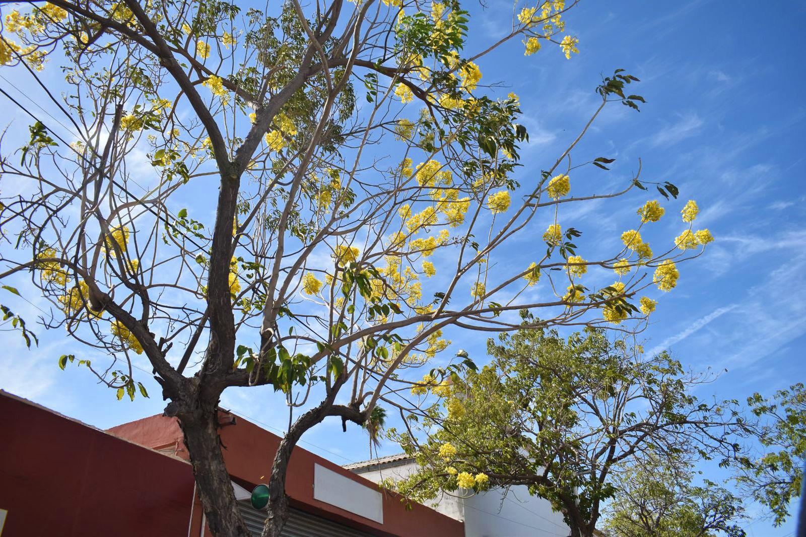 $!FOTOS | La amapa florece y adorna las calles de Culiacán