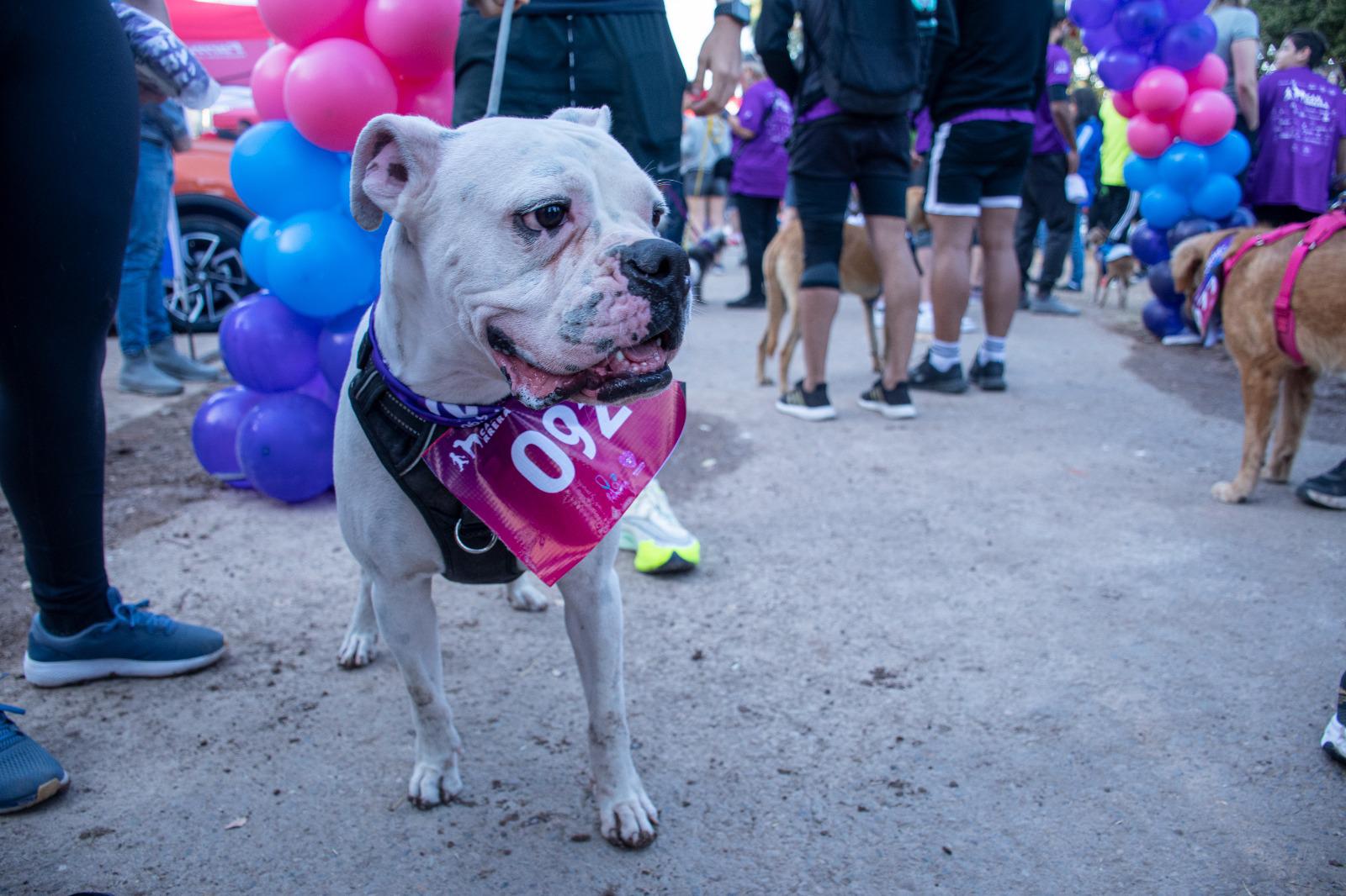 $!Realizan ‘canrrera’ por una calidad de vida digna para perros en Culiacán