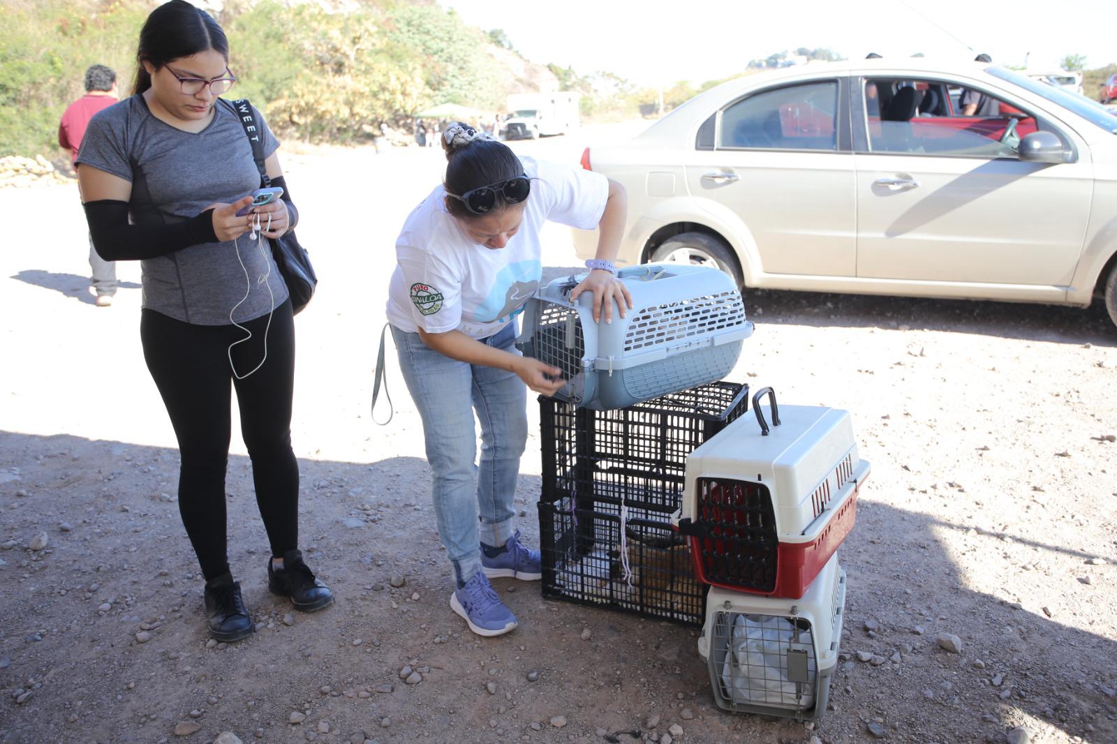 $!Llega al Faro de Mazatlán la feria de adopción y esterilización por el Día del Gato