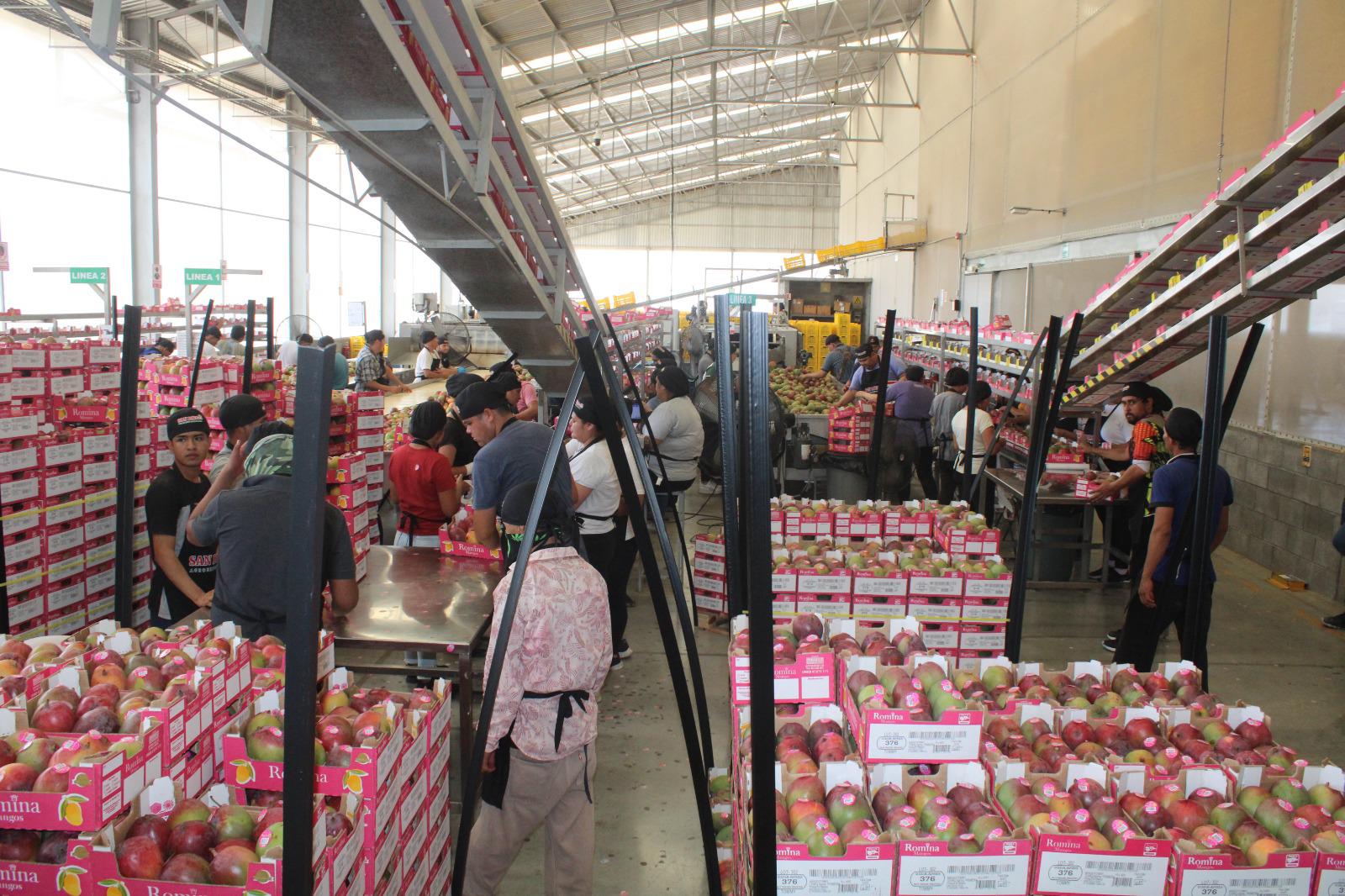 $!Empaques de mango en el sur de Sinaloa operaron al 40 por ciento de su capacidad