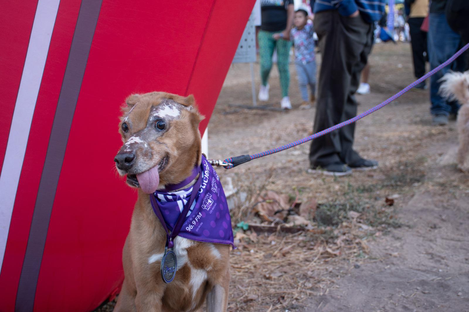$!Realizan ‘canrrera’ por una calidad de vida digna para perros en Culiacán